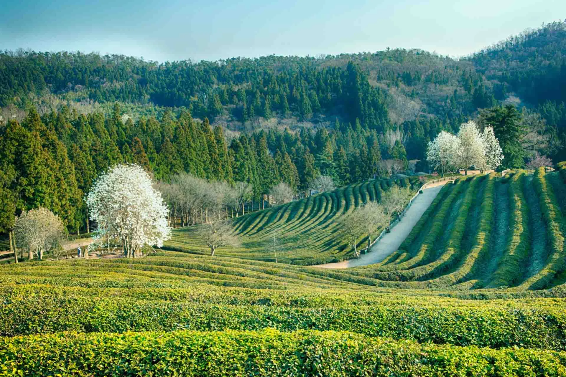 Temarkene i Boseong bølger seg vakkert Temarkene i Boseong bølger seg vakkert