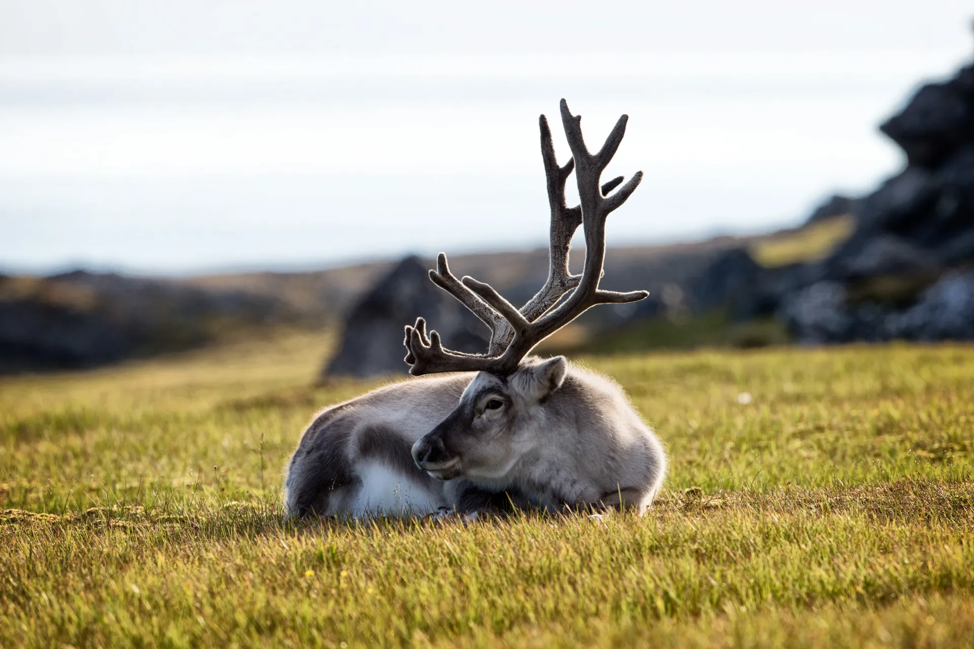 Det lever rundt 22 000 reinsdyr på Svalbard Det lever rundt 22 000 reinsdyr på Svalbard