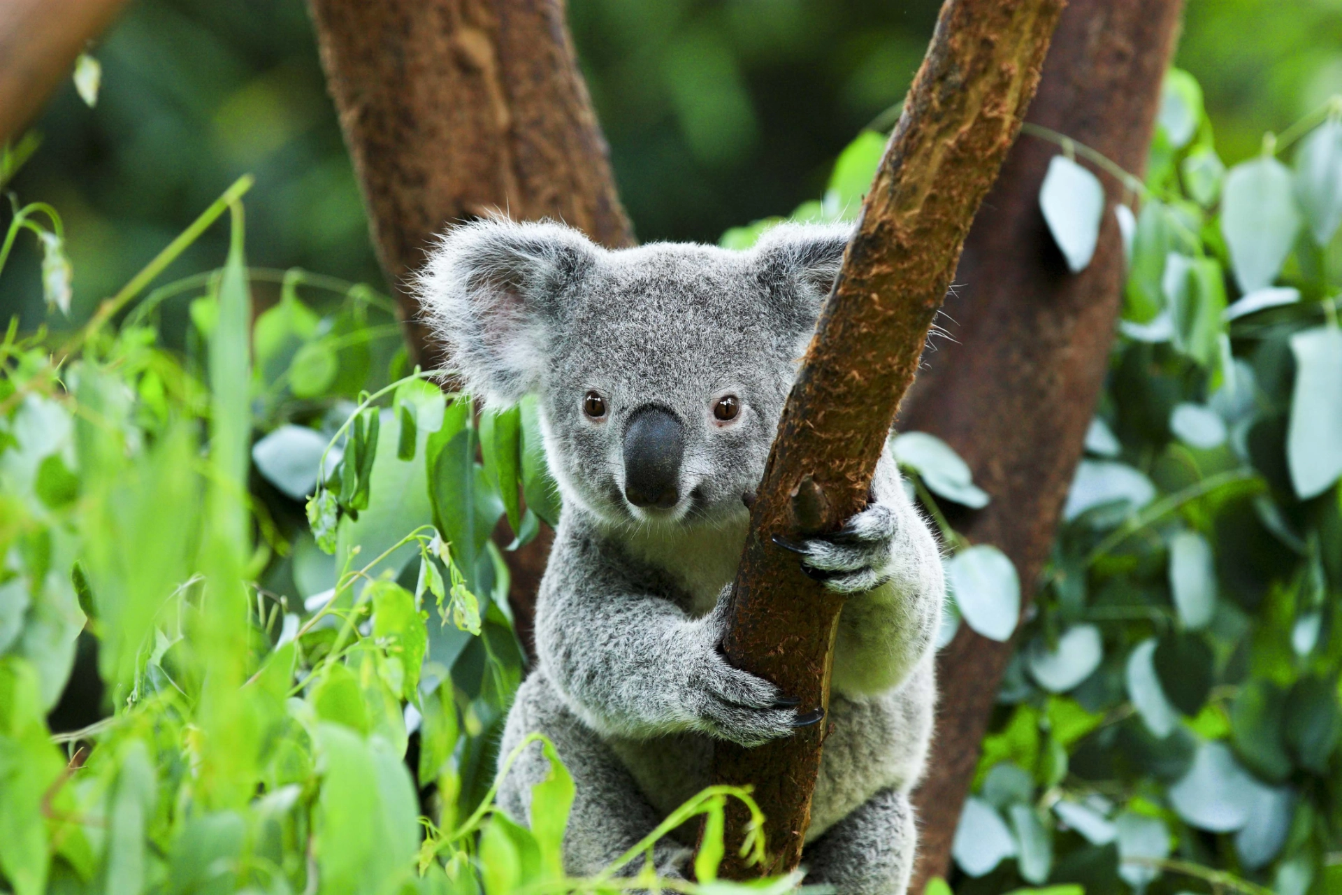 Koalaen er et trelevende pungdyr som hovedsakelig lever av eukalyptusblader