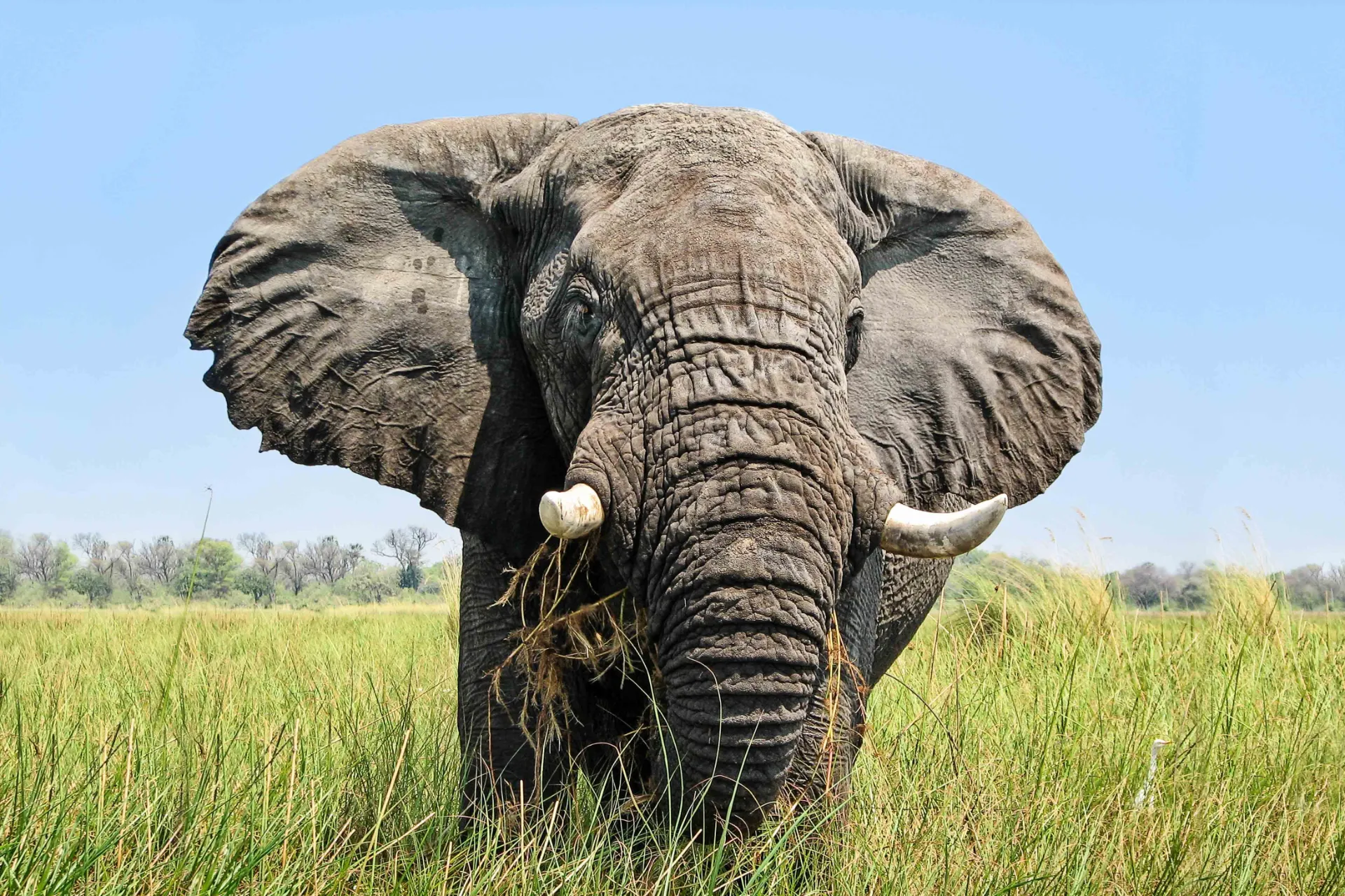 Den afrikanske elefanten har store ører i motsetning til den indiske slektningen Den afrikanske elefanten har store ører i motsetning til den indiske slektningen