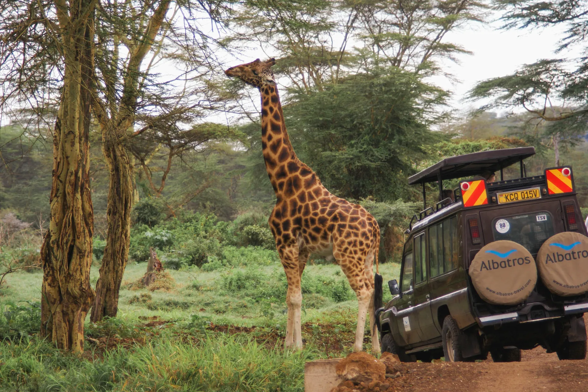 Man kommer tett på dyrene