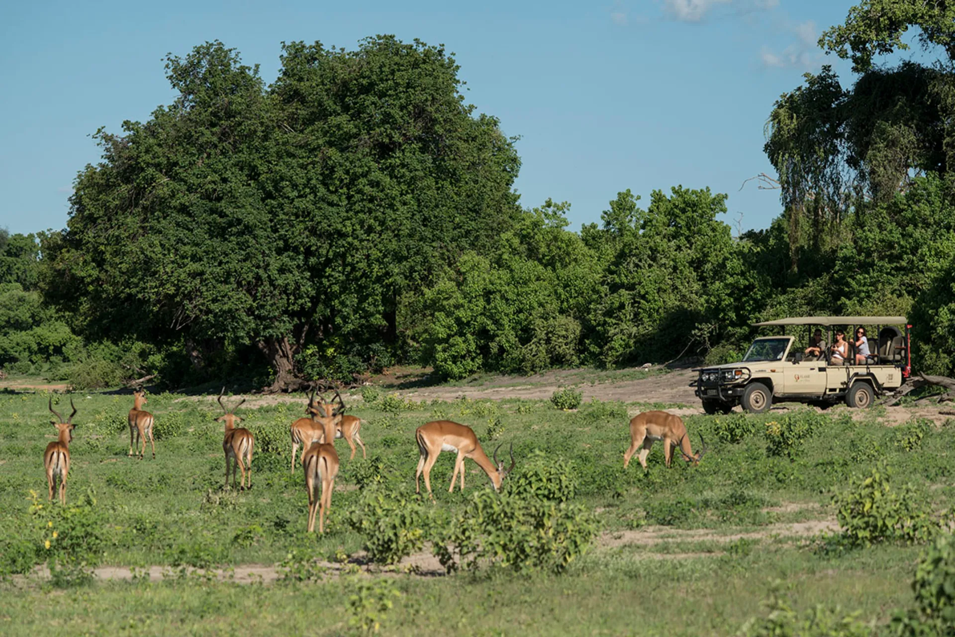 Impalaer beiter med tilskuere Impalaer beiter med tilskuere