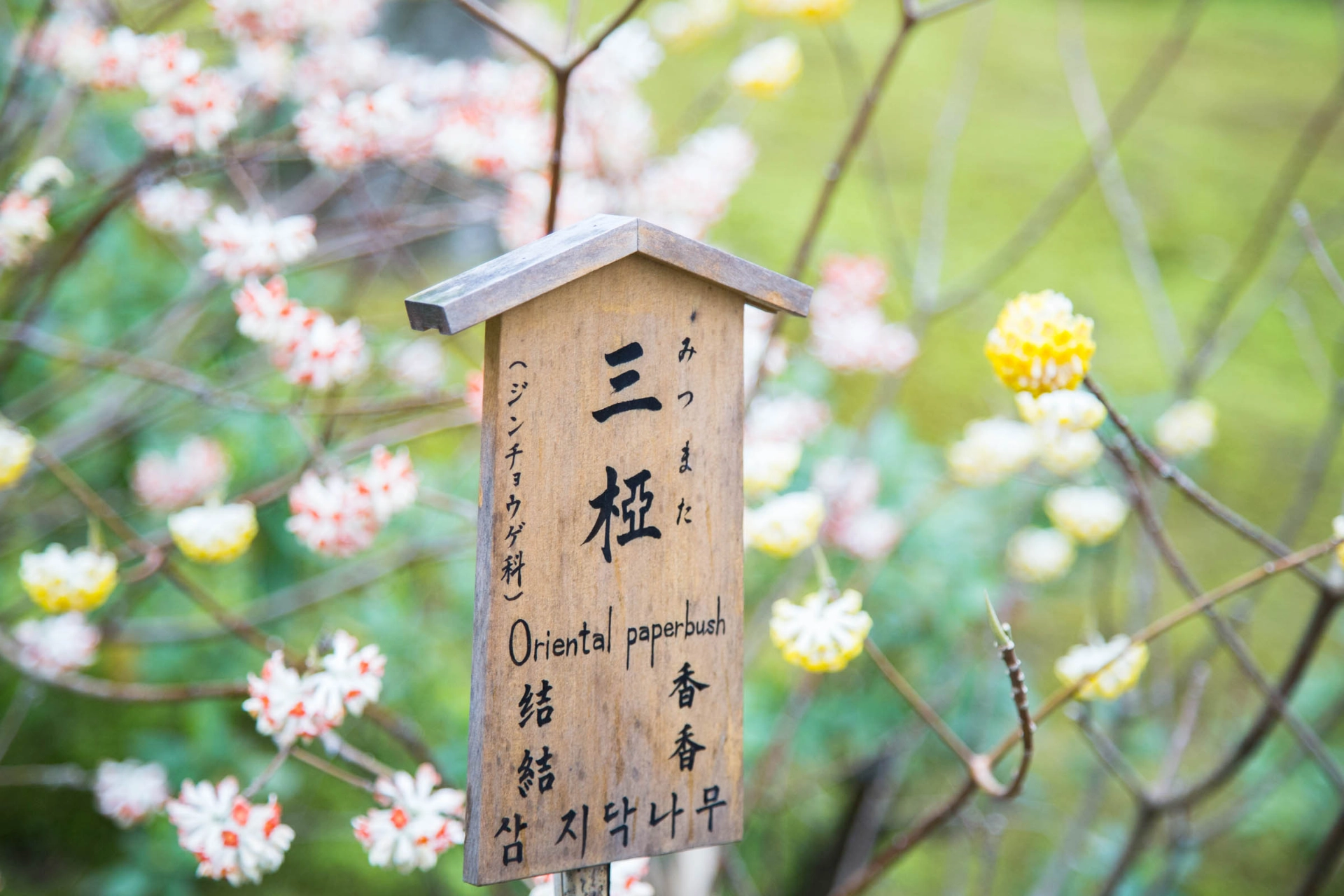 Zen-hage i Kyoto