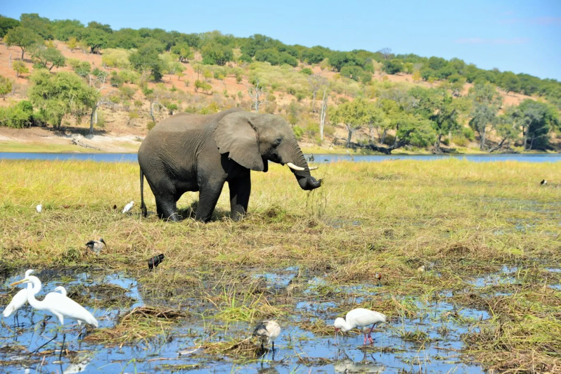 Elefant omgitt av kuhegrer og vadere Elefant omgitt av kuhegrer og vadere