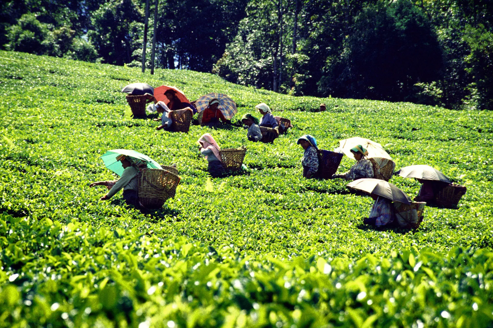 Teplukkere skjermer seg mot solens stråler