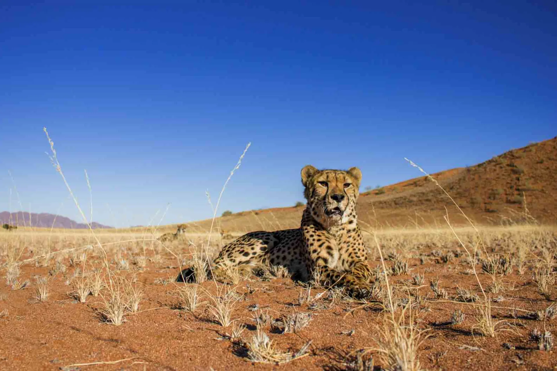 Geparden er verdens raskeste landdyr og kan nå hastigheter opp mot 120 km/t Geparden er verdens raskeste landdyr og kan nå hastigheter opp mot 120 km/t