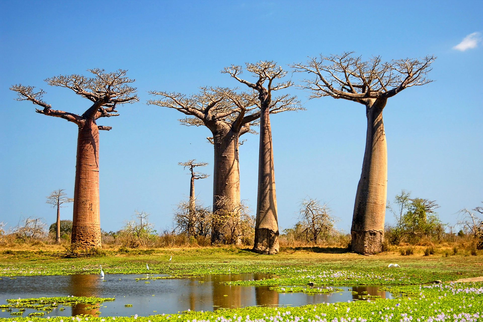 Baobabtrær, Madagaskar