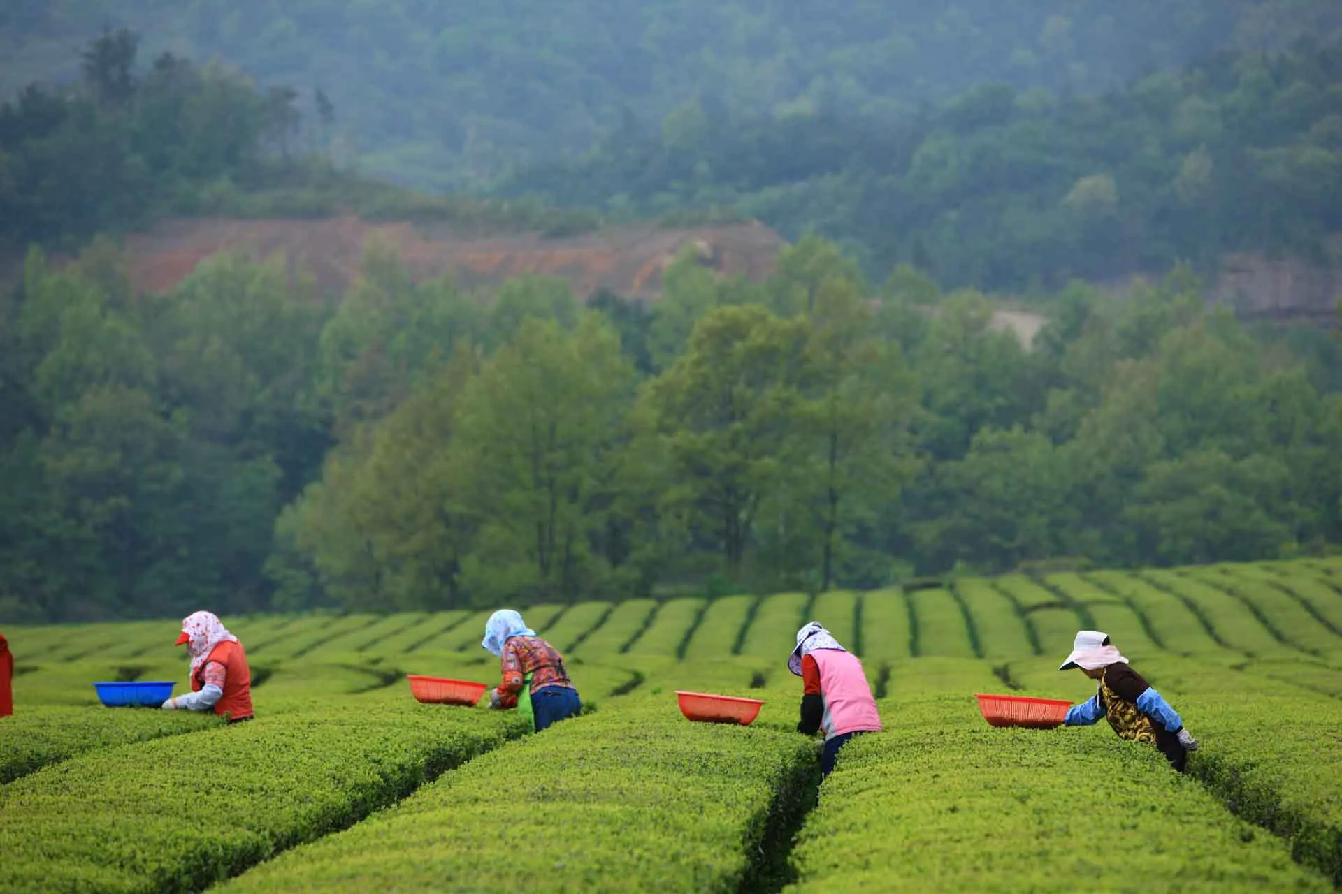 Boseong – Grønne te-marker i Jeolla – Sør-Koreas grønne tehovedstad Boseong – Grønne te-marker i Jeolla – Sør-Koreas grønne tehovedstad