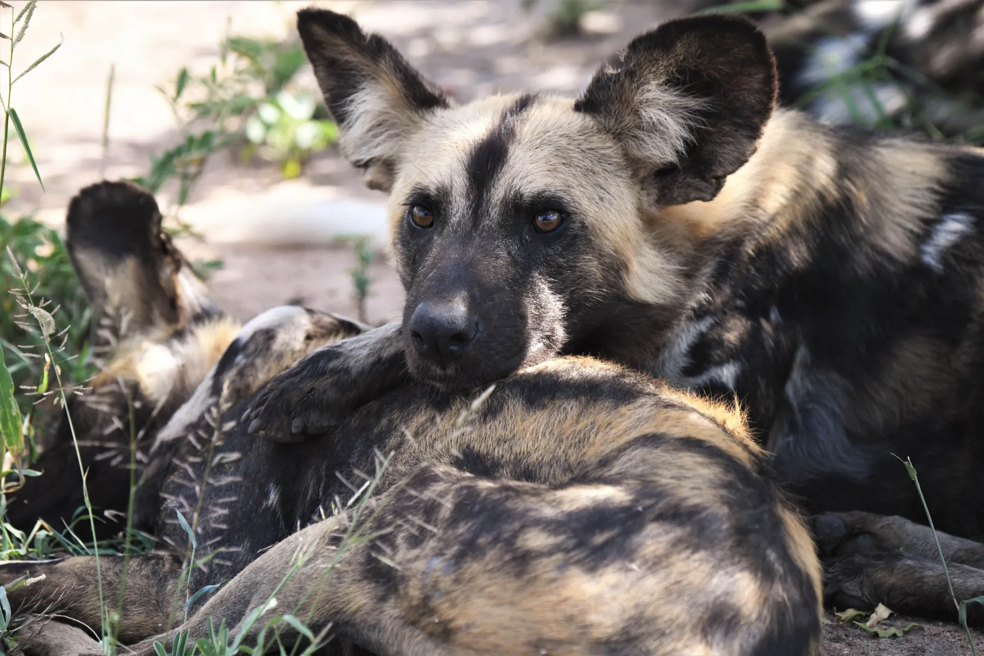 Ville hunder slapper av sammen Ville hunder slapper av sammen
