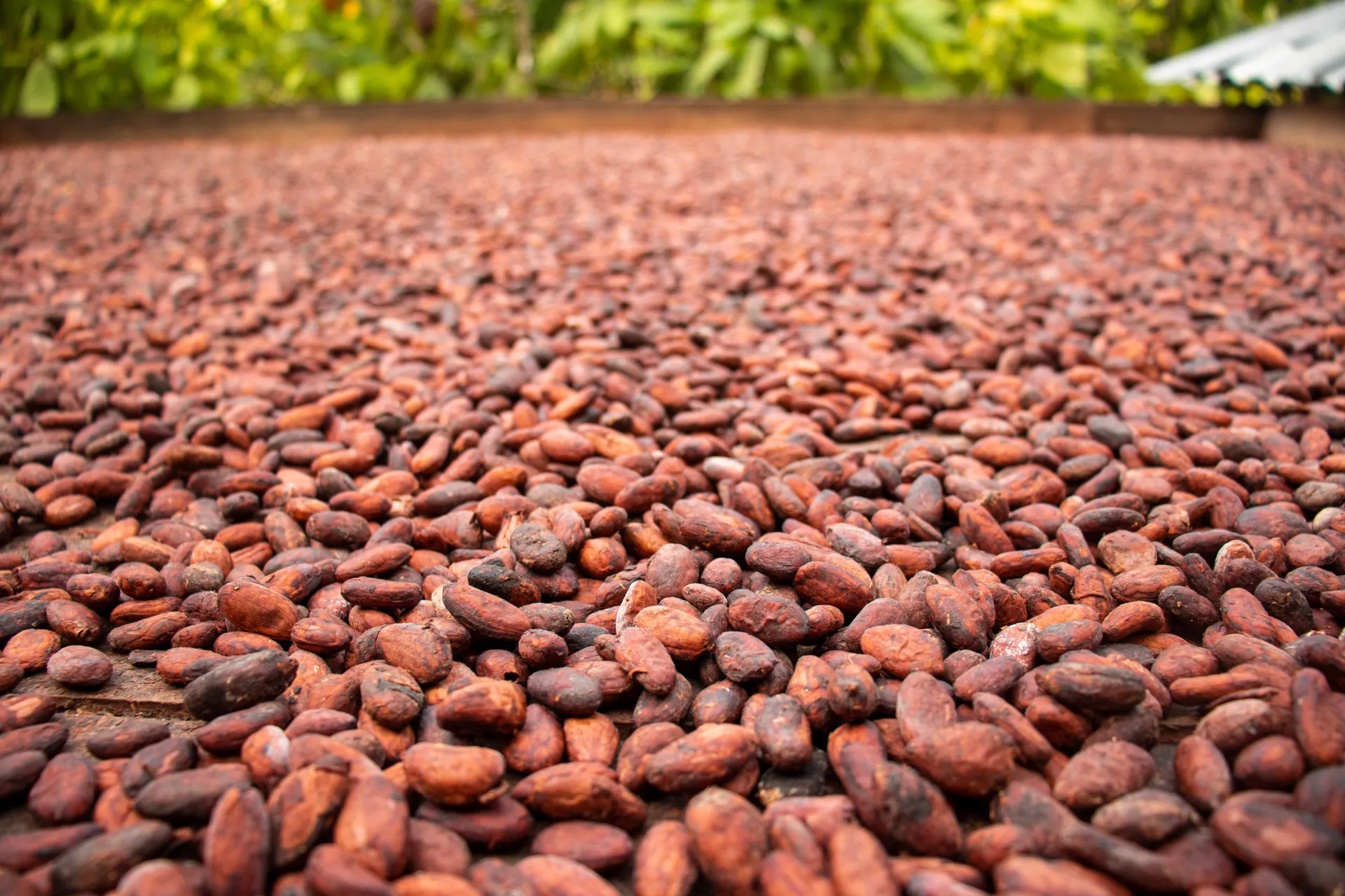 Kakaoproduksjonen i Colombia er ca. 60–70 000 ton årlig