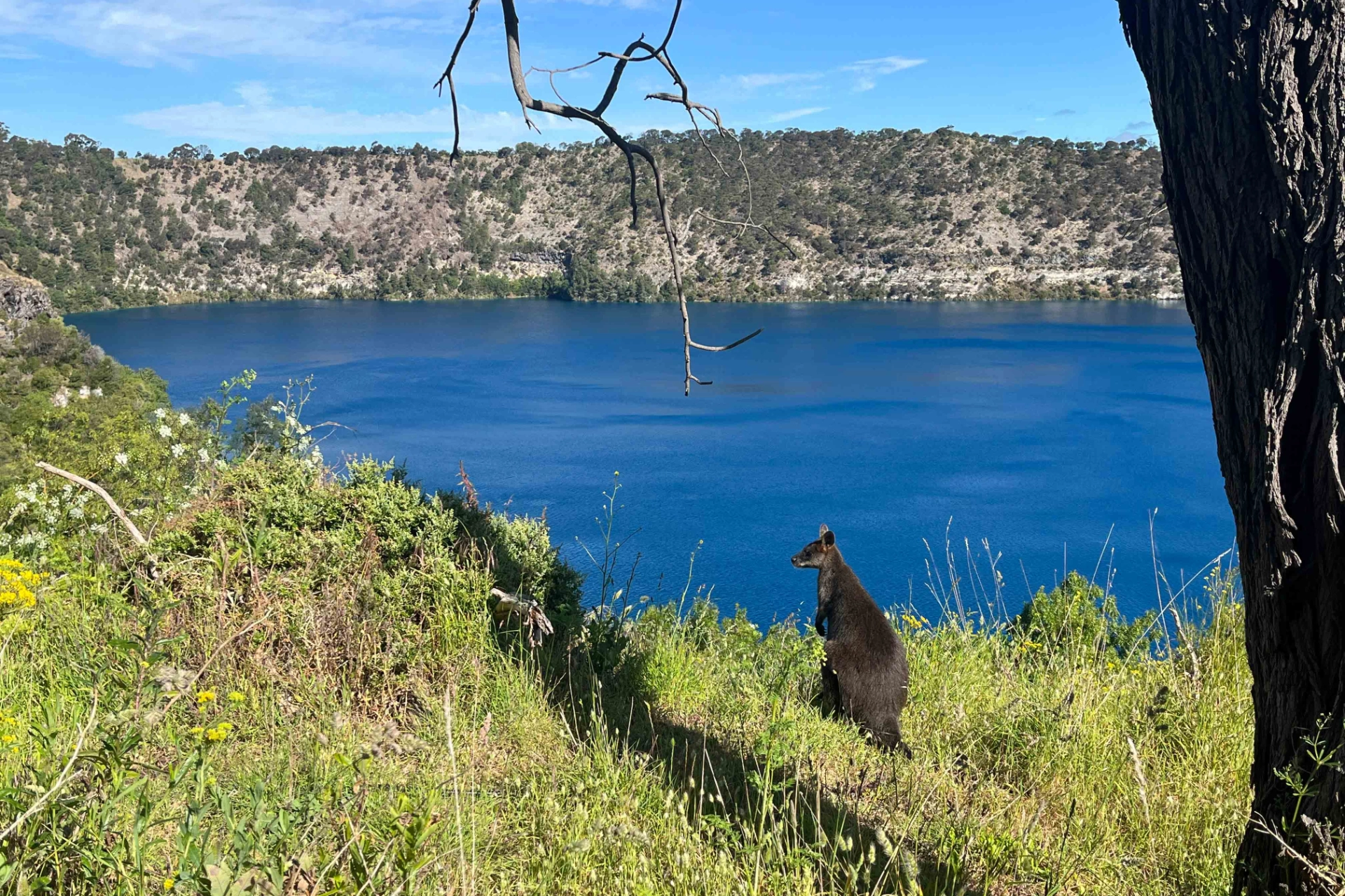 Wallaby med fantastisk utsikt over Blue Lake i Mount Gambier