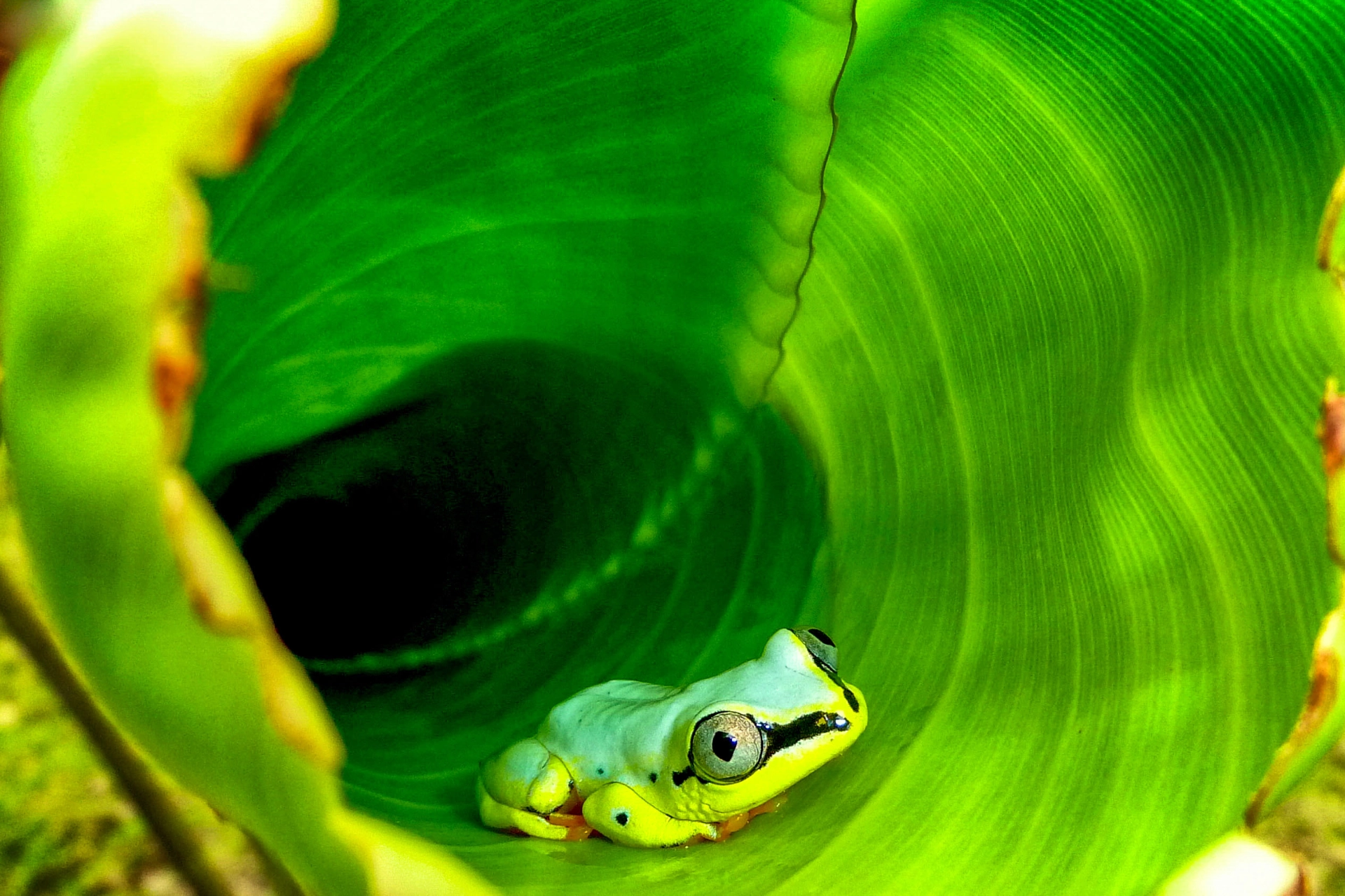 Liten frosk, Madagaskar