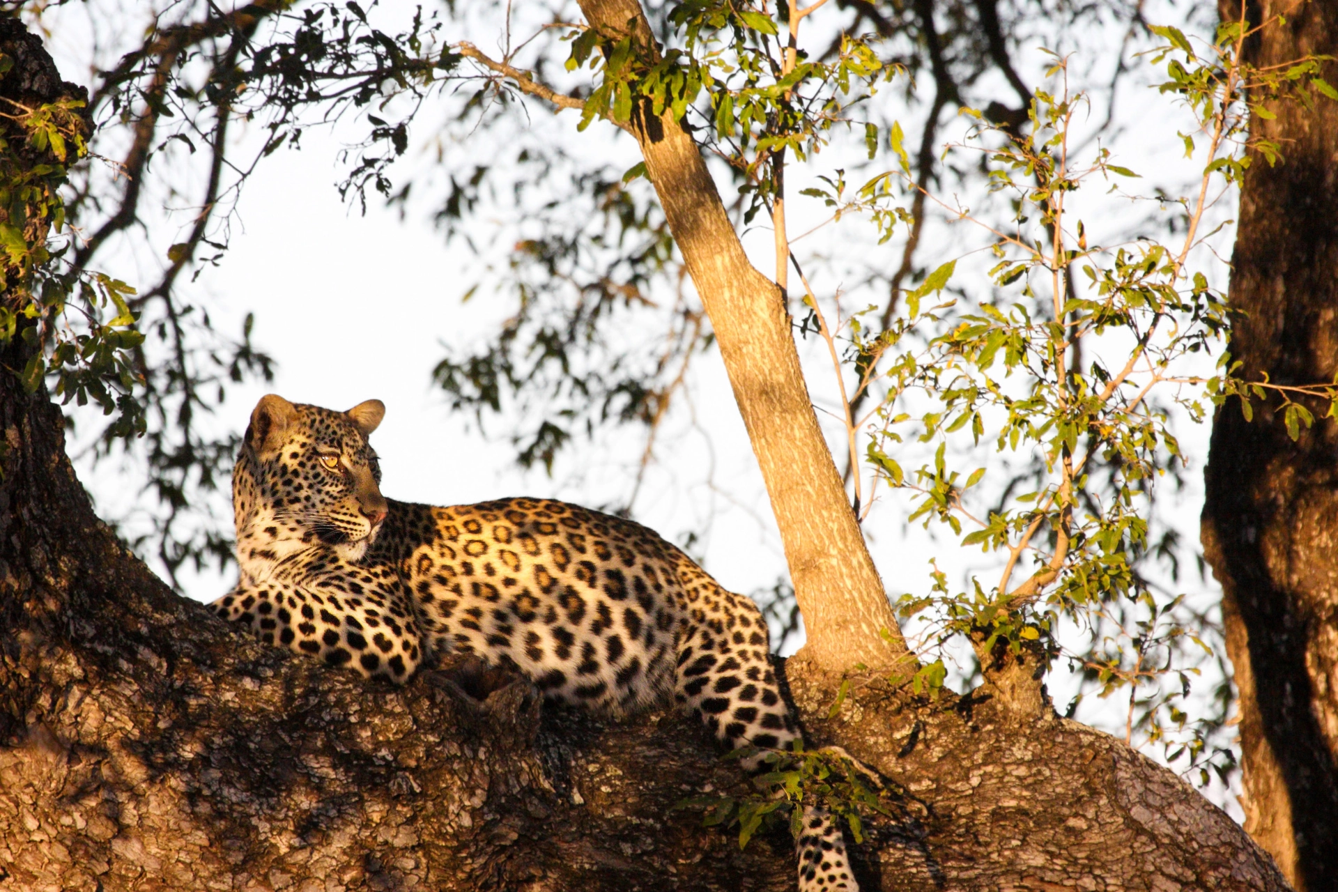 Leoparden er den av de store kattedyrene som er mest utbredt