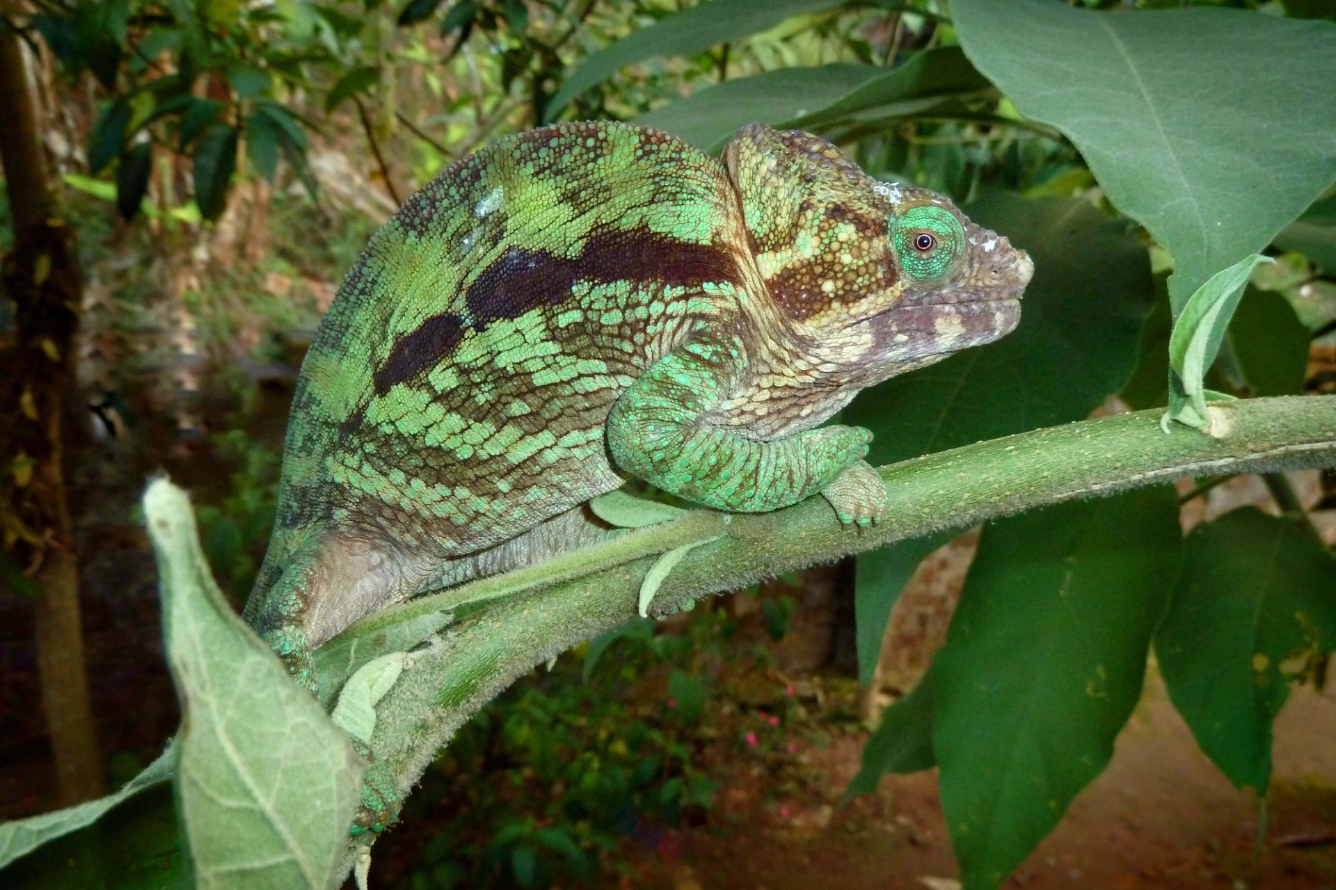 Kameleon, Madagaskar