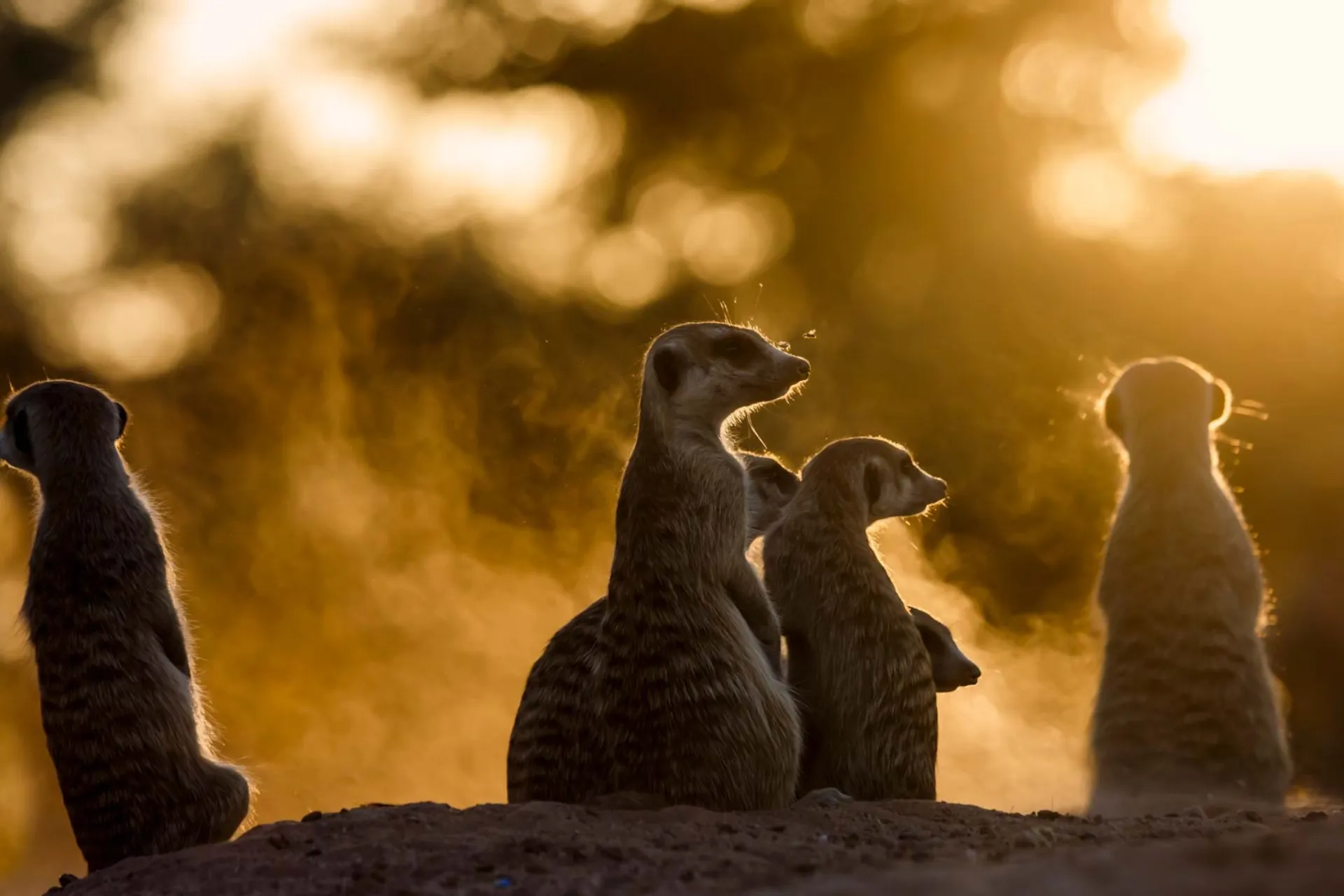 Surikatene er alltid på vakt Surikatene er alltid på vakt