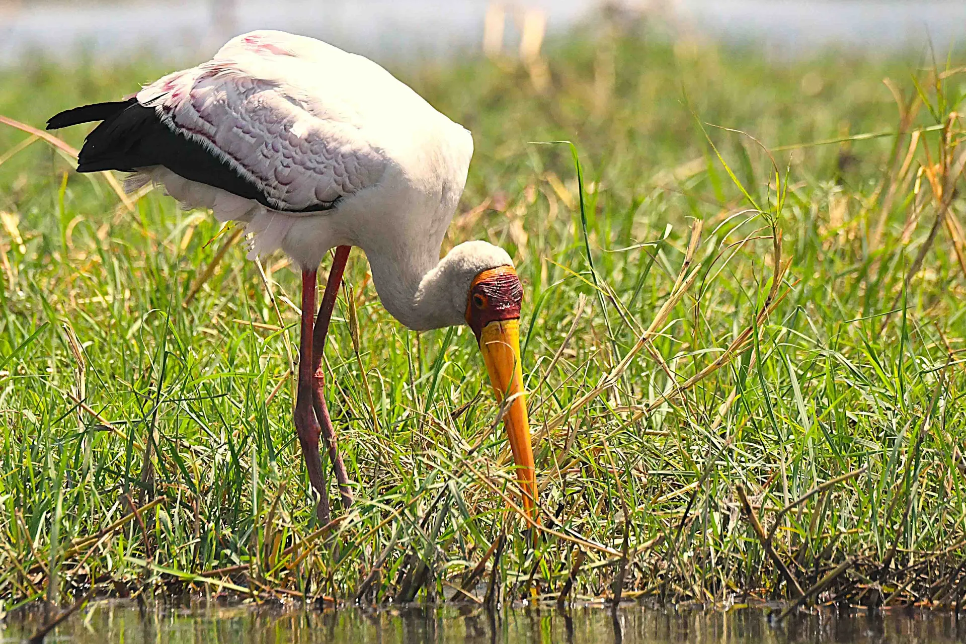 Gulnebbstork