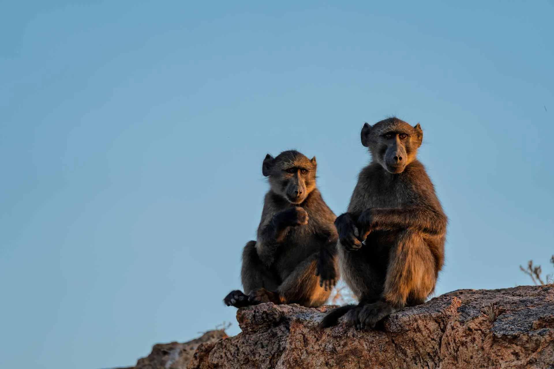 Bavianer ved Augrabiesfallene holder utkikk Bavianer ved Augrabiesfallene holder utkikk