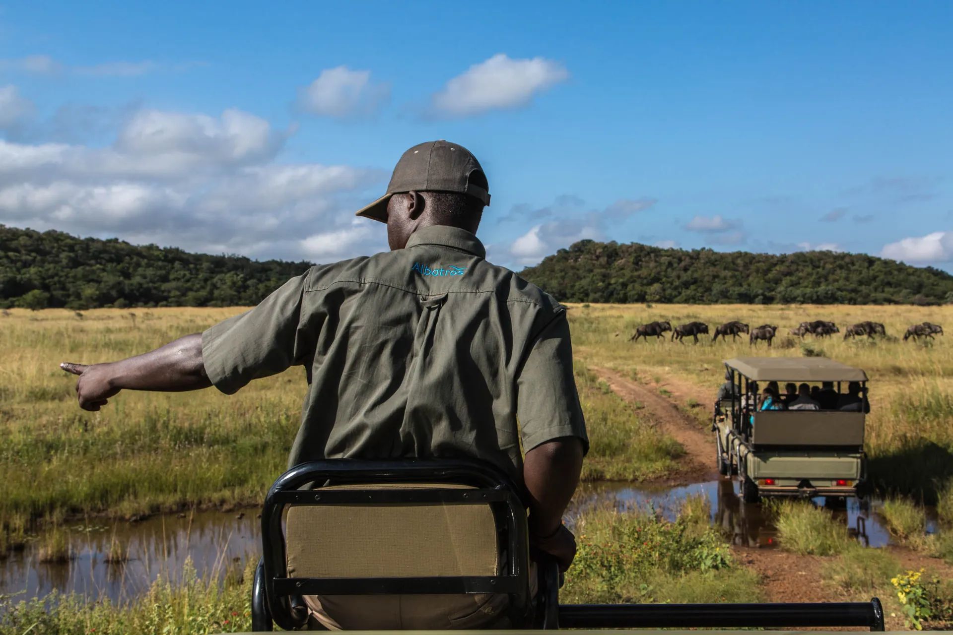 Rangeren peker på en detalj mens en flokk gnuer beveger seg over savannen Rangeren peker på en detalj mens en flokk gnuer beveger seg over savannen