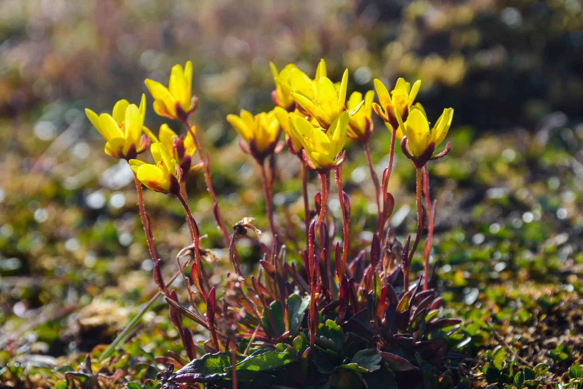 Bergfrue (Saxifraga) Bergfrue (Saxifraga)