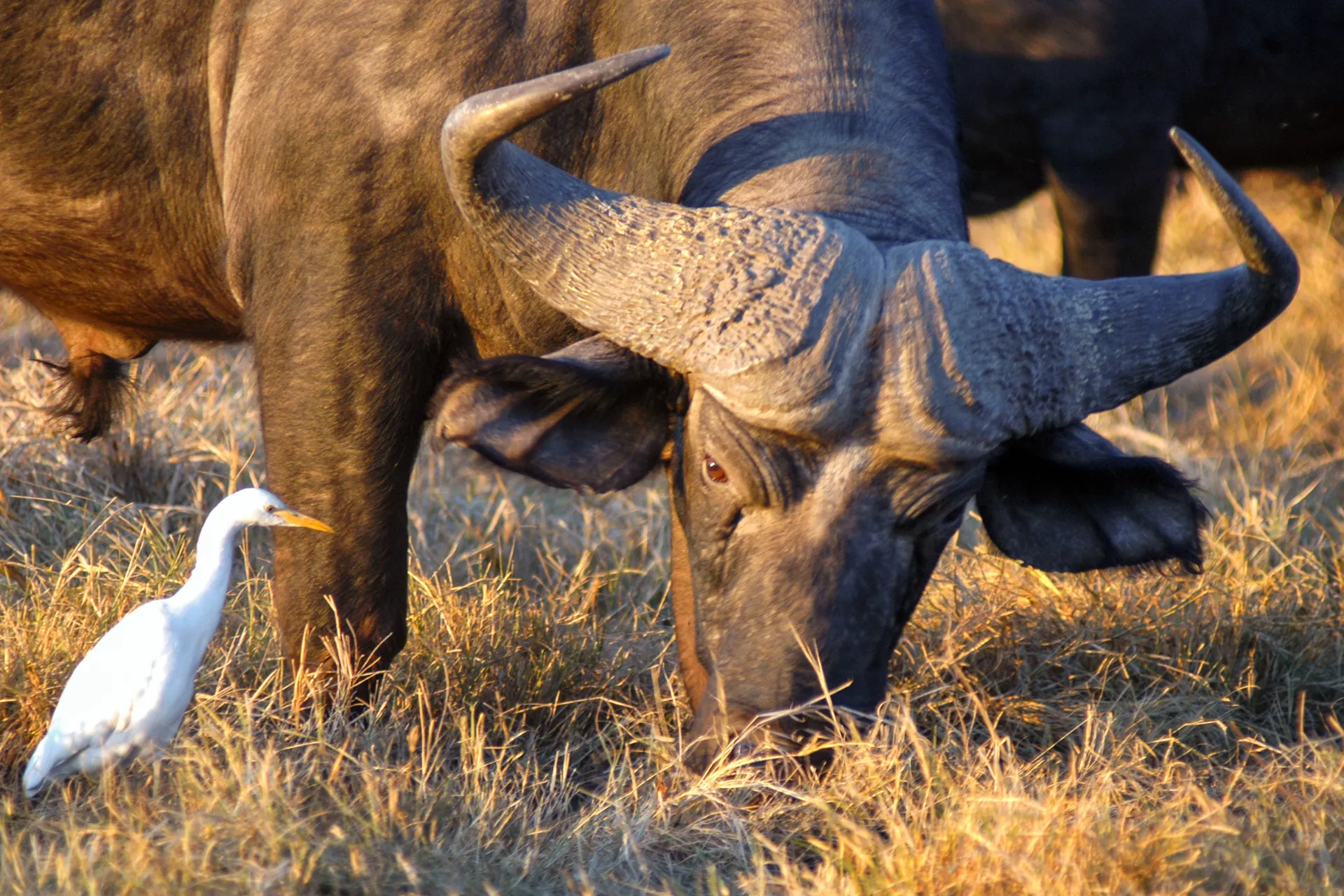 Afrikanske bøfler og kuhegrer lever i symbiose: bøffelen skremmer opp insekter som hegren spiser, og hegren fjerner parasitter fra bøffelen Afrikanske bøfler og kuhegrer lever i symbiose: bøffelen skremmer opp insekter som hegren spiser, og hegren fjerner parasitter fra bøffelen