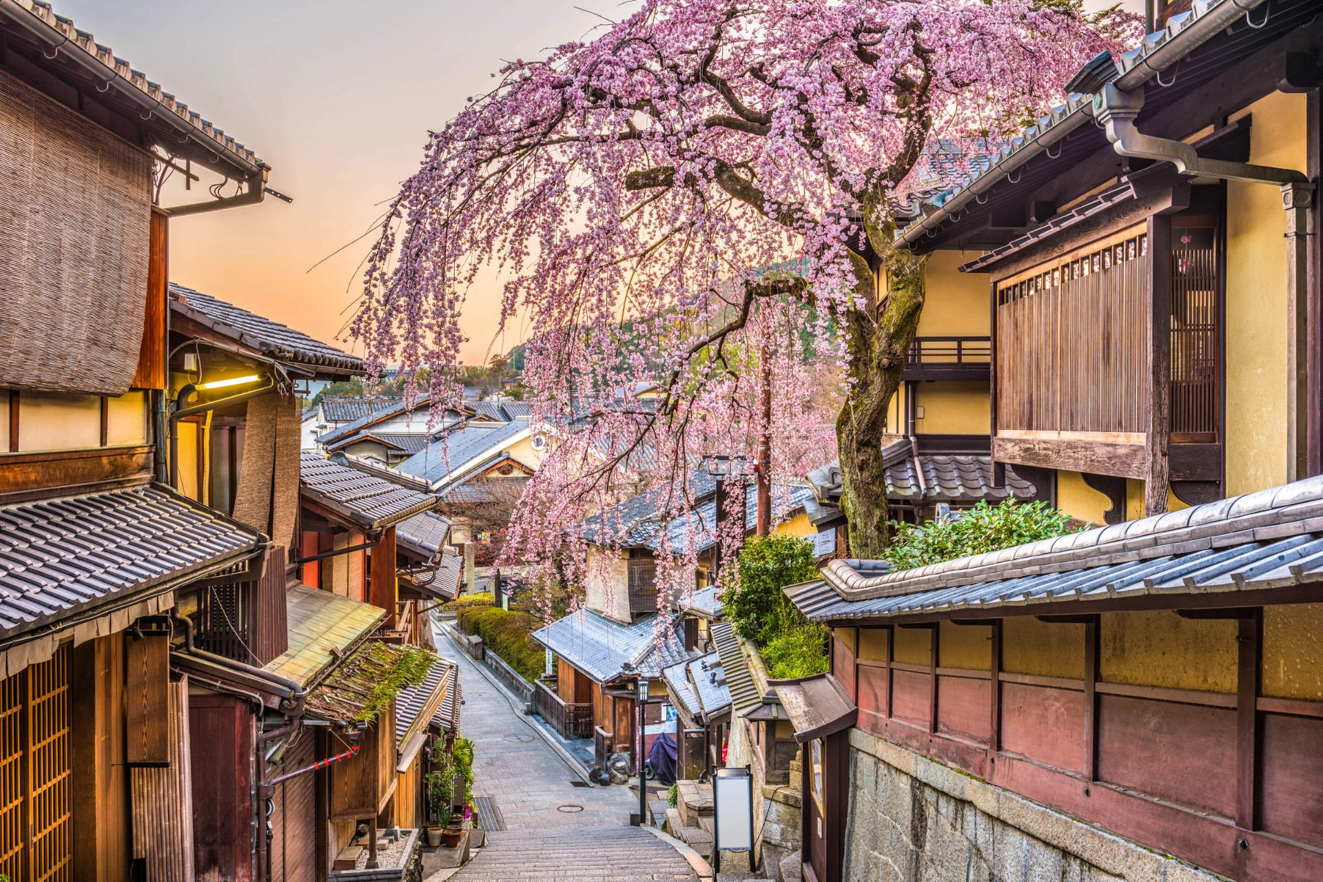 Blomstrende kirsebærtre i Kyoto