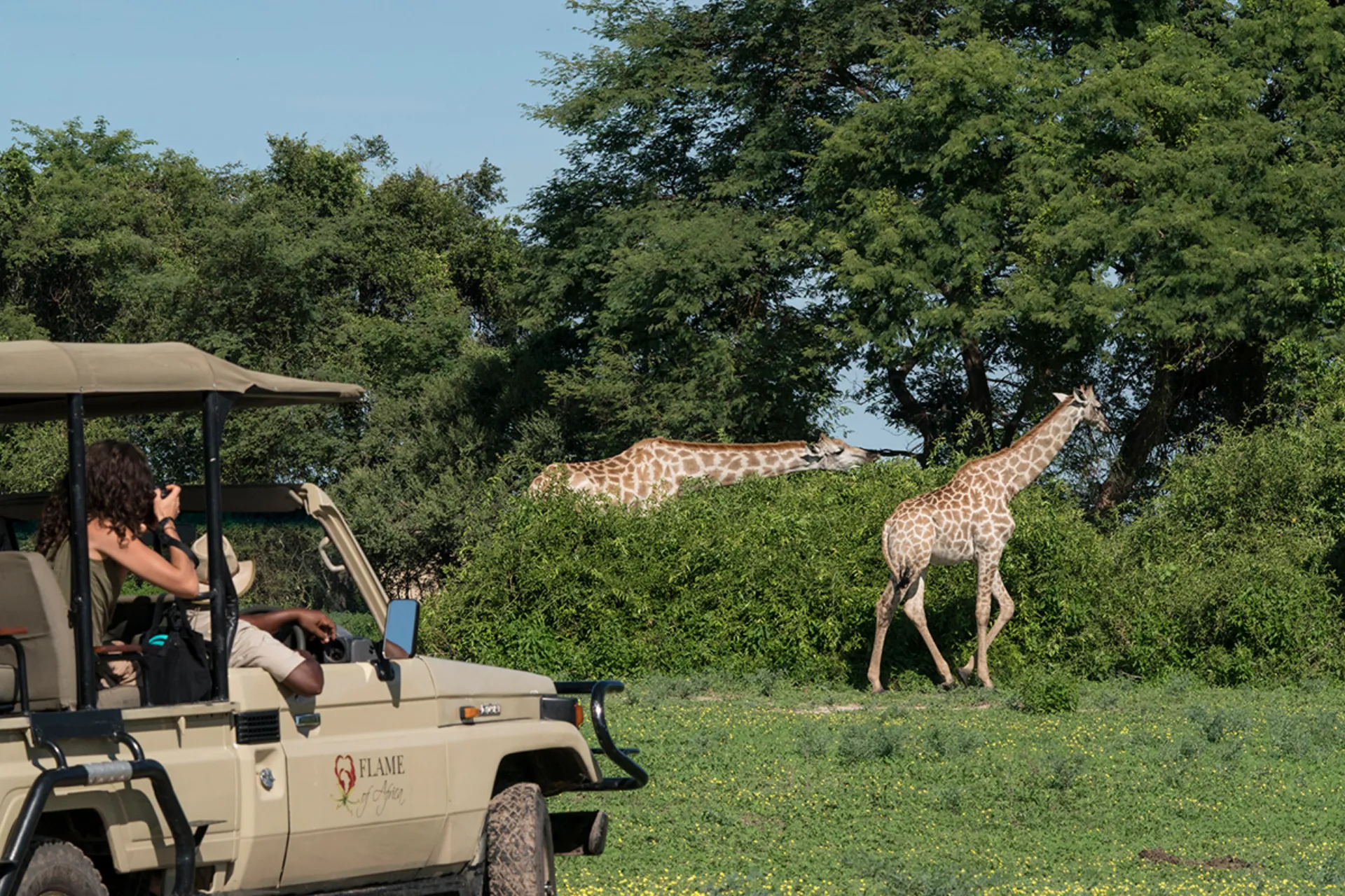 En sjiraff spiser ca. 35 kg blader, skudd og frukt daglig – foretrekker akasietrær