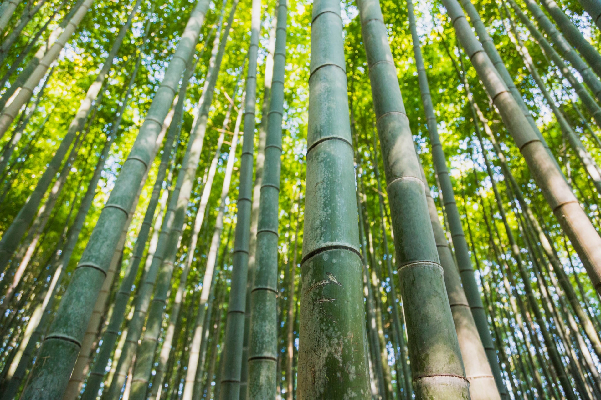 Bambusskog i Kyoto