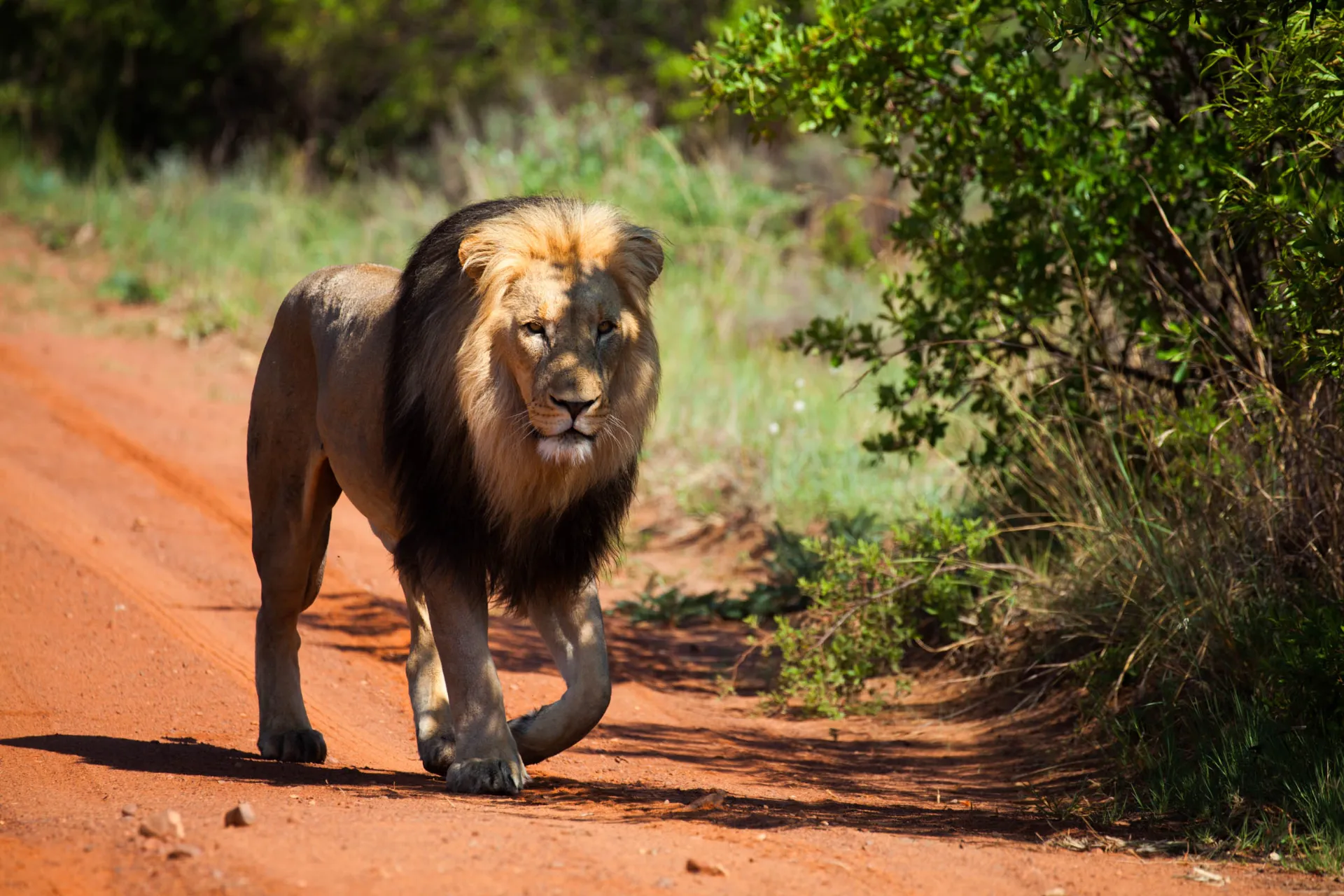 Hannløvens brøl kan høres opptil 8 km unna og har en lydstyrke på opptil 114 dB – som en motorsag Hannløvens brøl kan høres opptil 8 km unna og har en lydstyrke på opptil 114 dB – som en motorsag