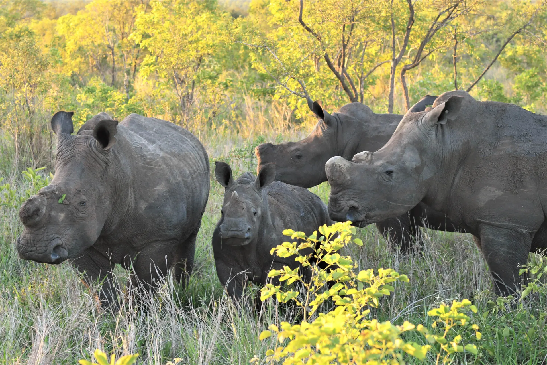 For å redusere krypskytingen får neshornene ofte fjernet hornene sine For å redusere krypskytingen får neshornene ofte fjernet hornene sine