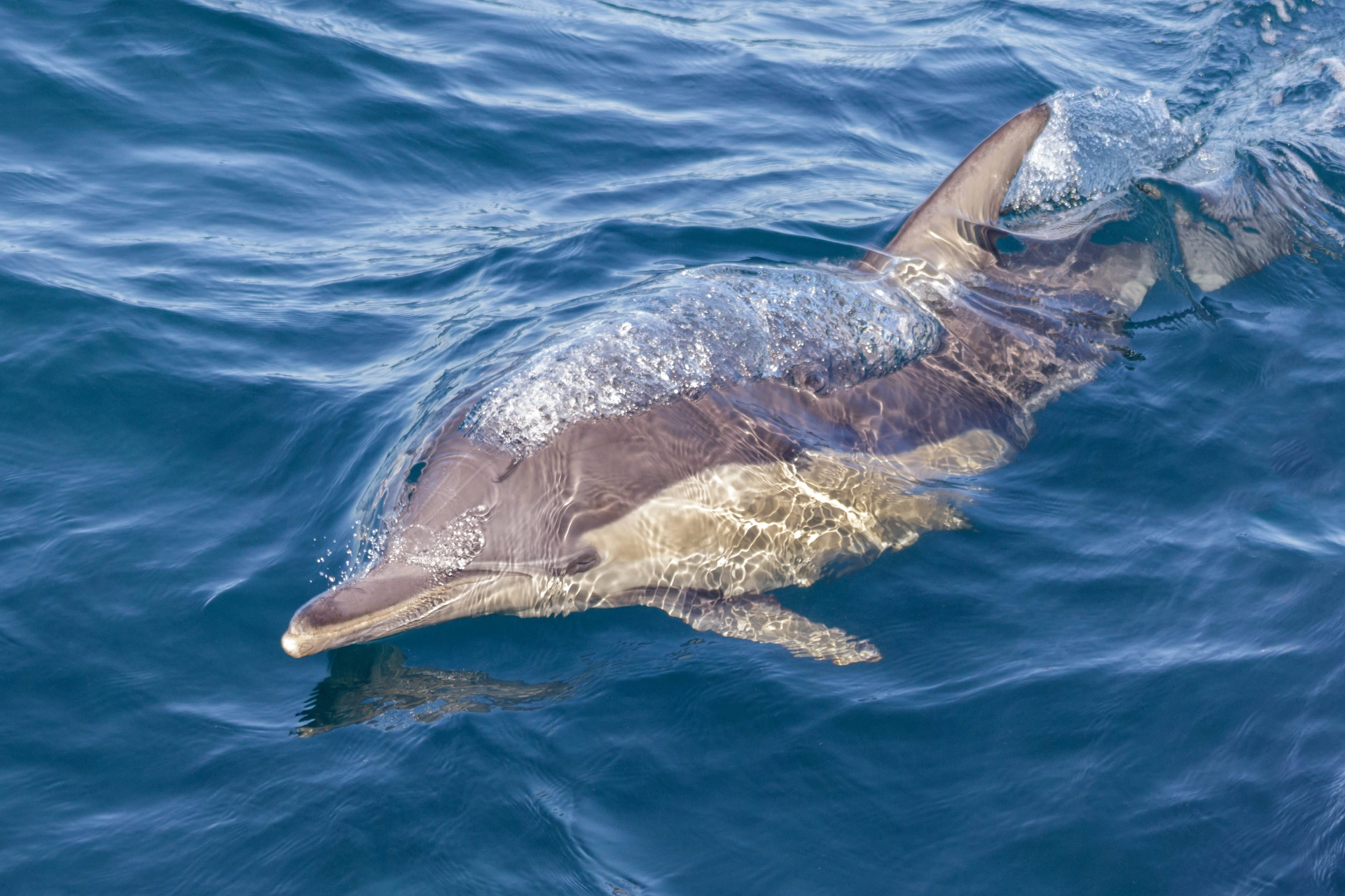 Delfin (tumlare) ved Port Stephens