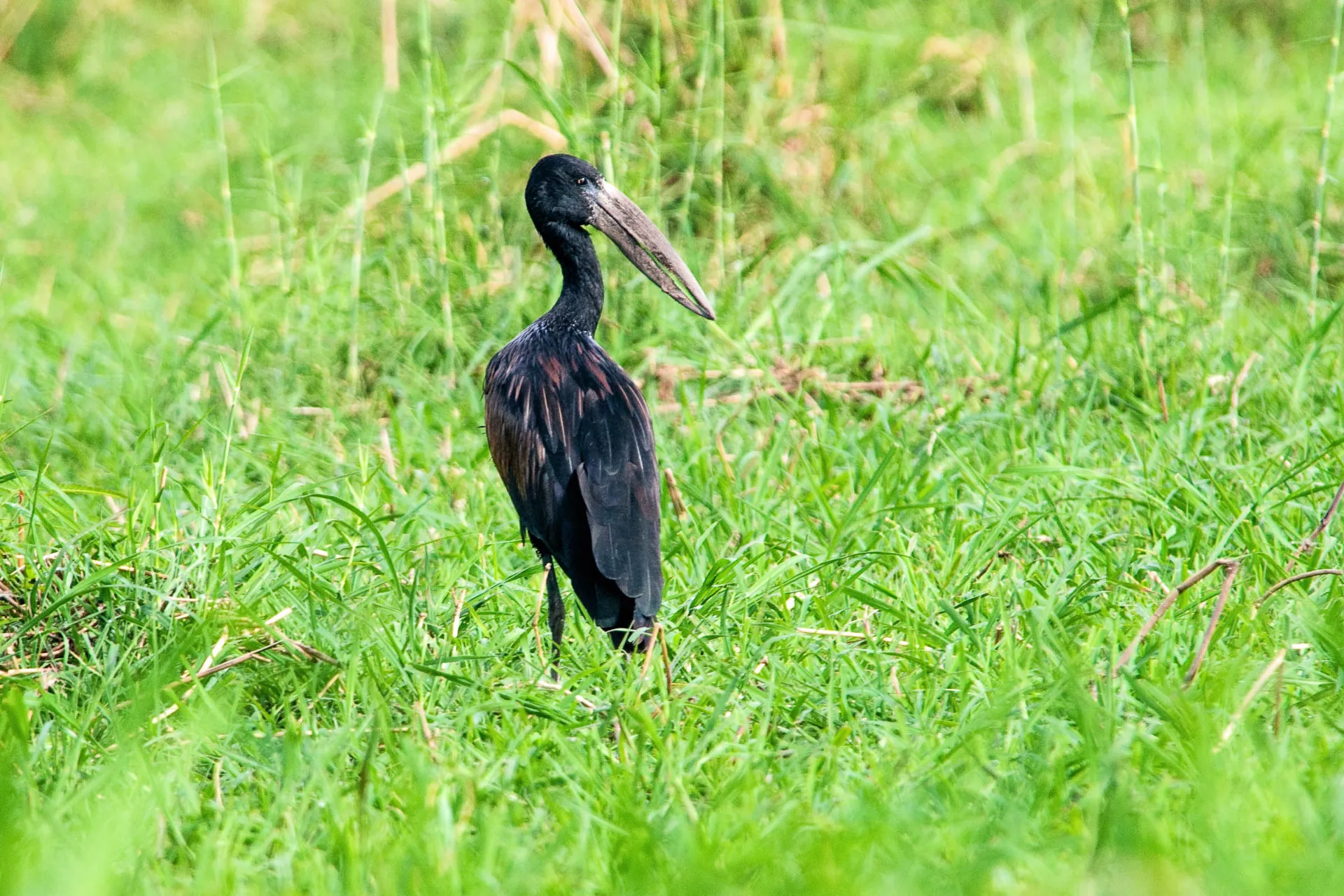 Den afrikanske skjesnabelen har et spesielt nebb, perfekt til å fange snegler og muslinger Den afrikanske skjesnabelen har et spesielt nebb, perfekt til å fange snegler og muslinger