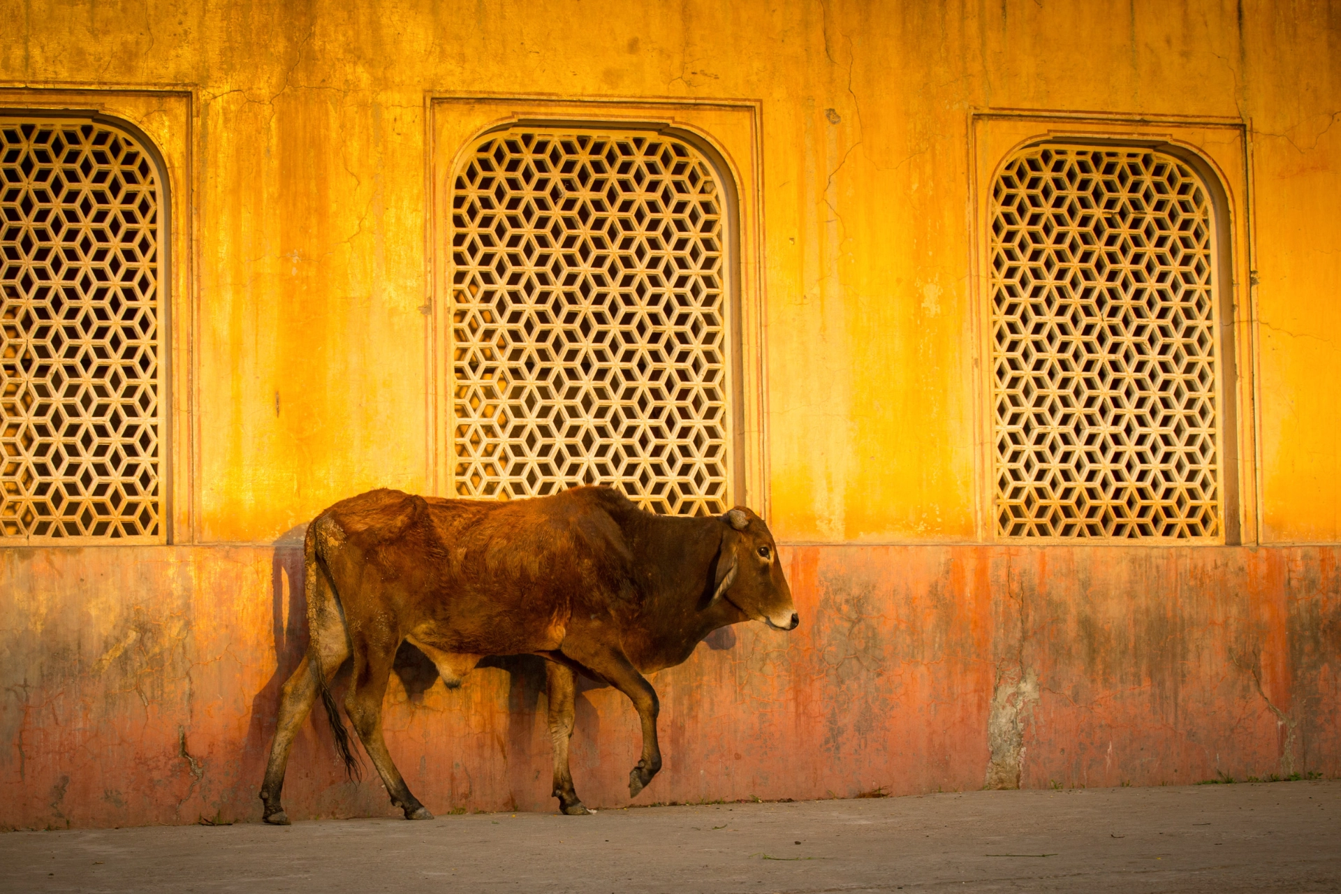  Kuen anses for å være en hellig og modersymbol i hinduismen