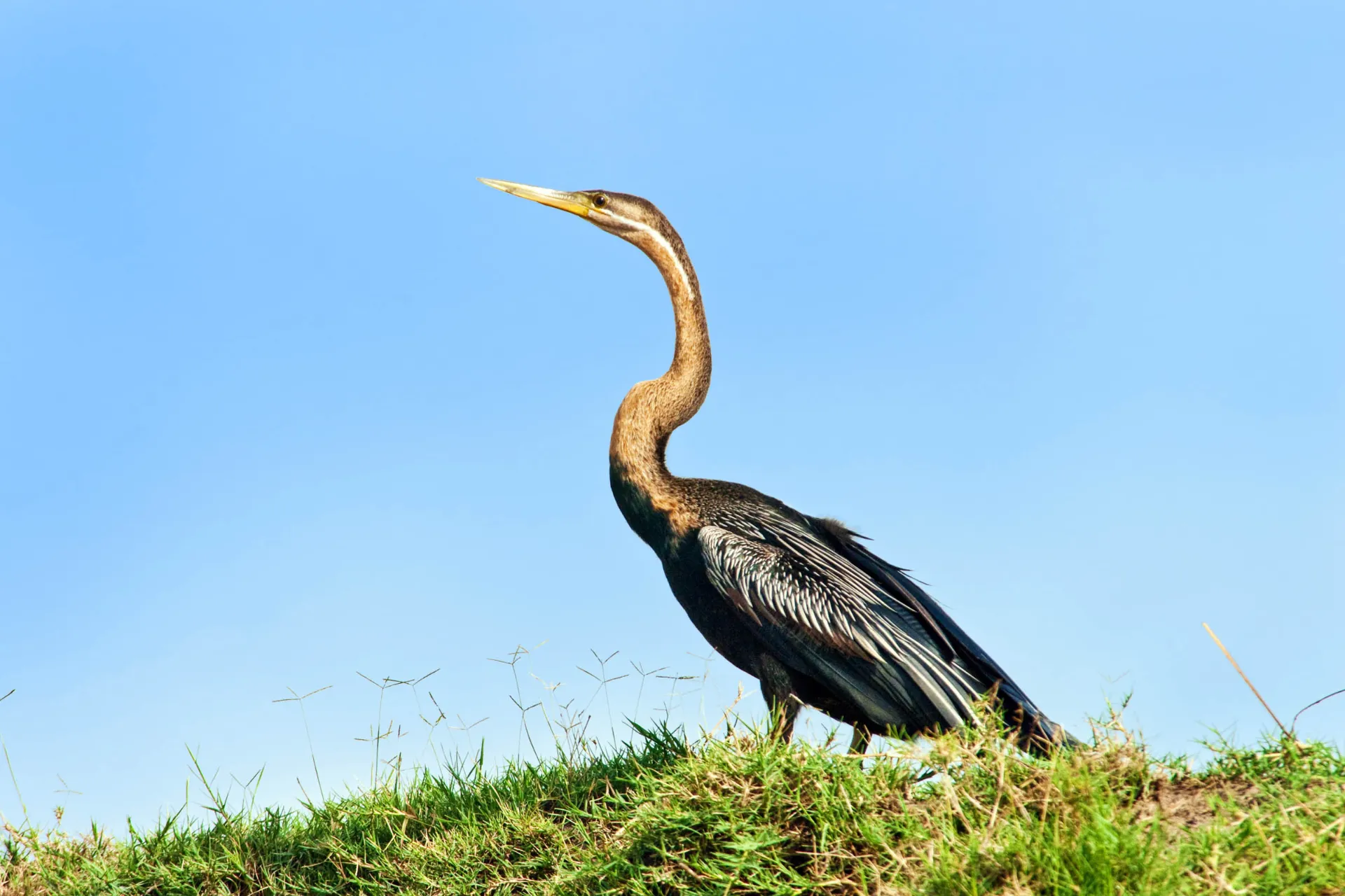 Den afrikanske slangehalsfuglen lever ved innsjøer og elver, hvor den fanger fisk med sitt spisse nebb. Den lange halsen gir den navnet «slangehals» Den afrikanske slangehalsfuglen lever ved innsjøer og elver, hvor den fanger fisk med sitt spisse nebb. Den lange halsen gir den navnet «slangehals»