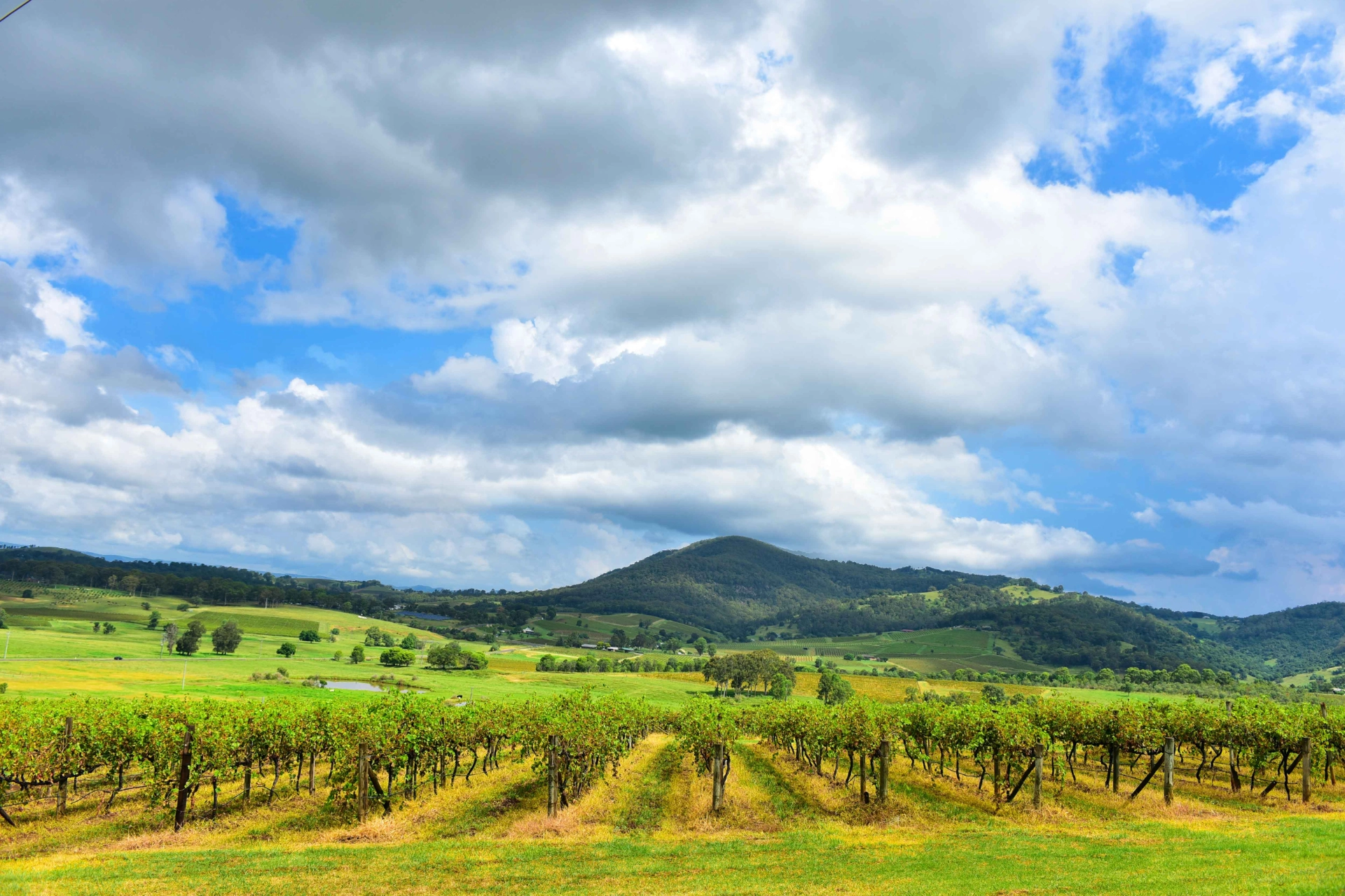 Vingårder i Hunter Valley