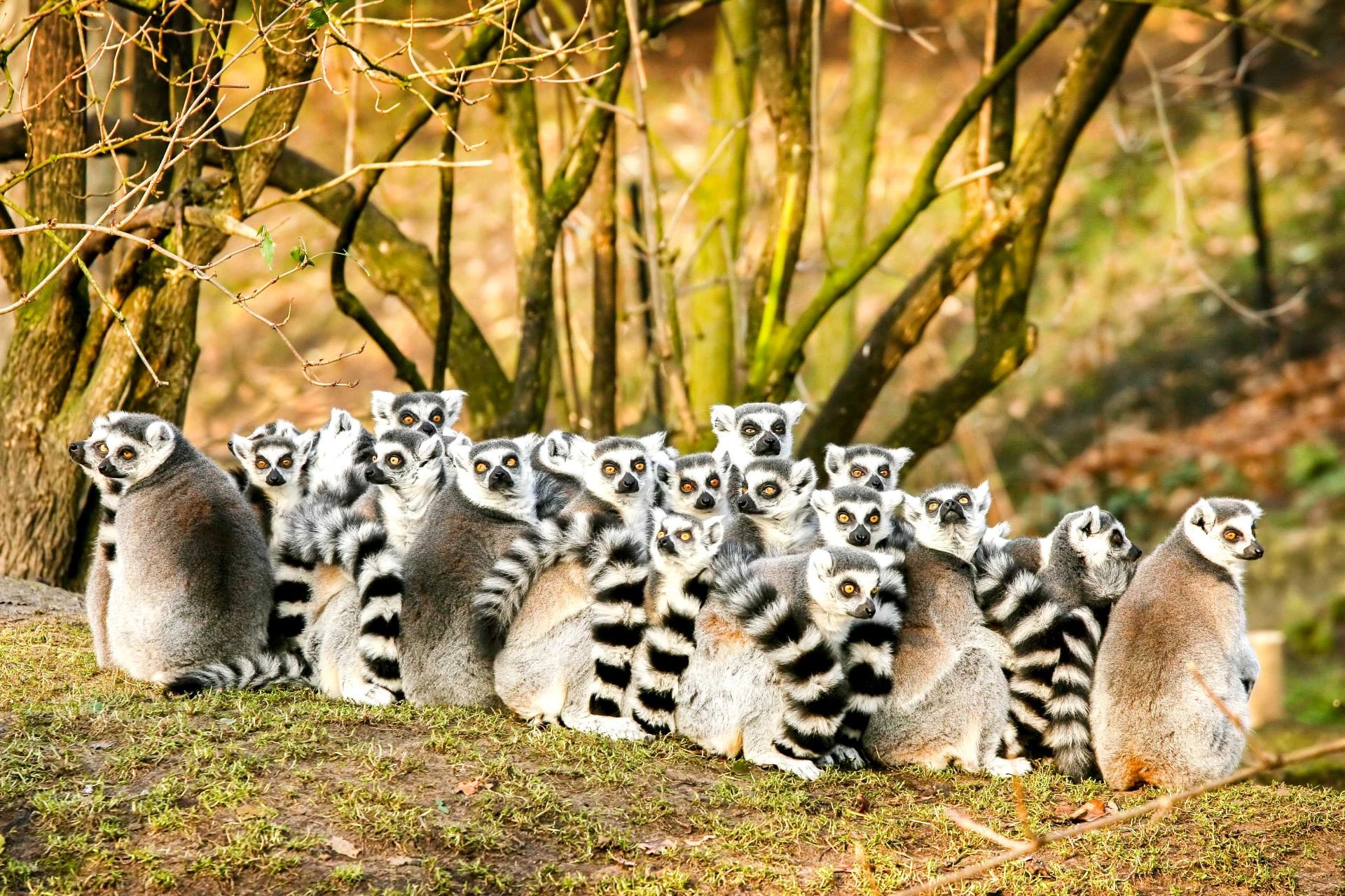 Lemurer, Madagaskar