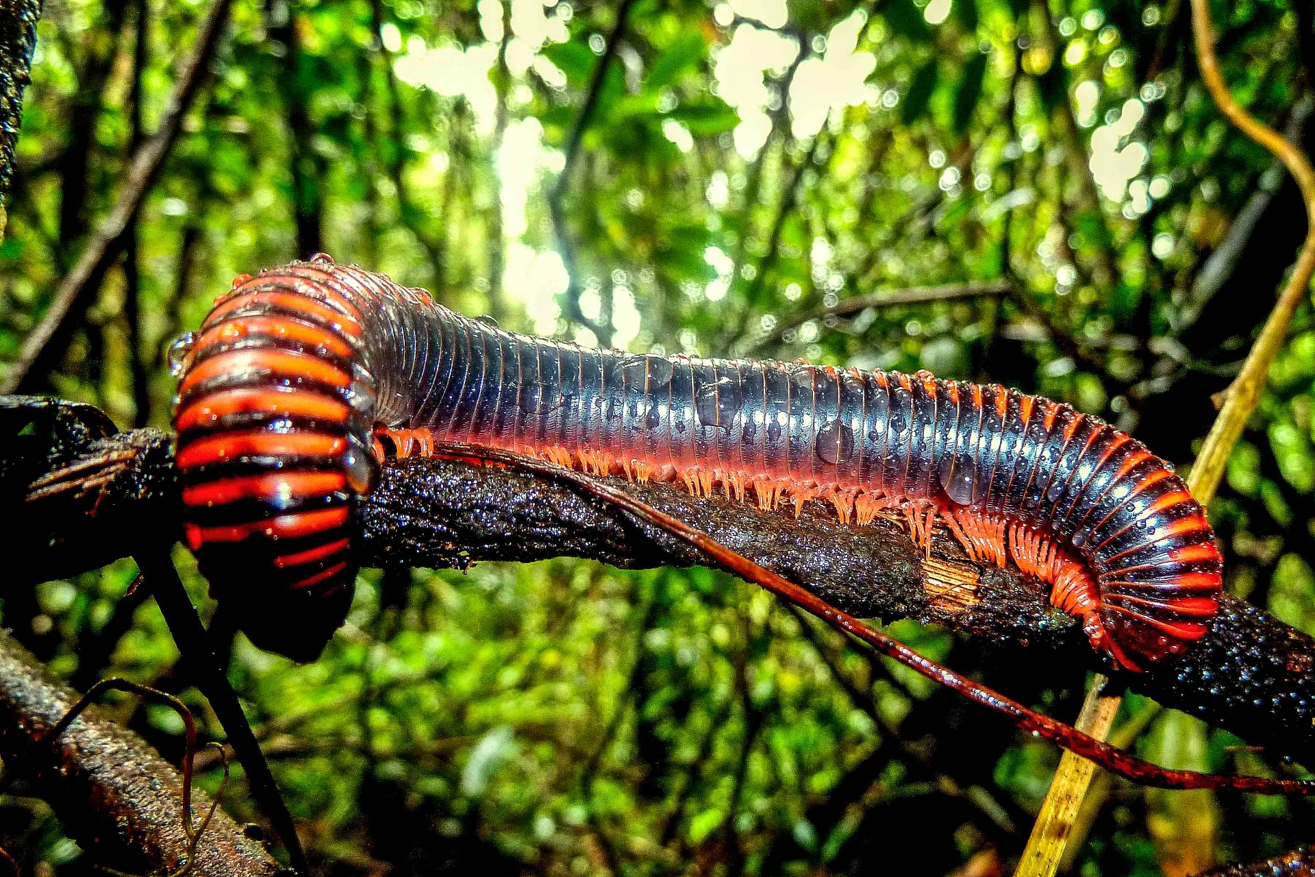 Kjempelarve, Madagaskar