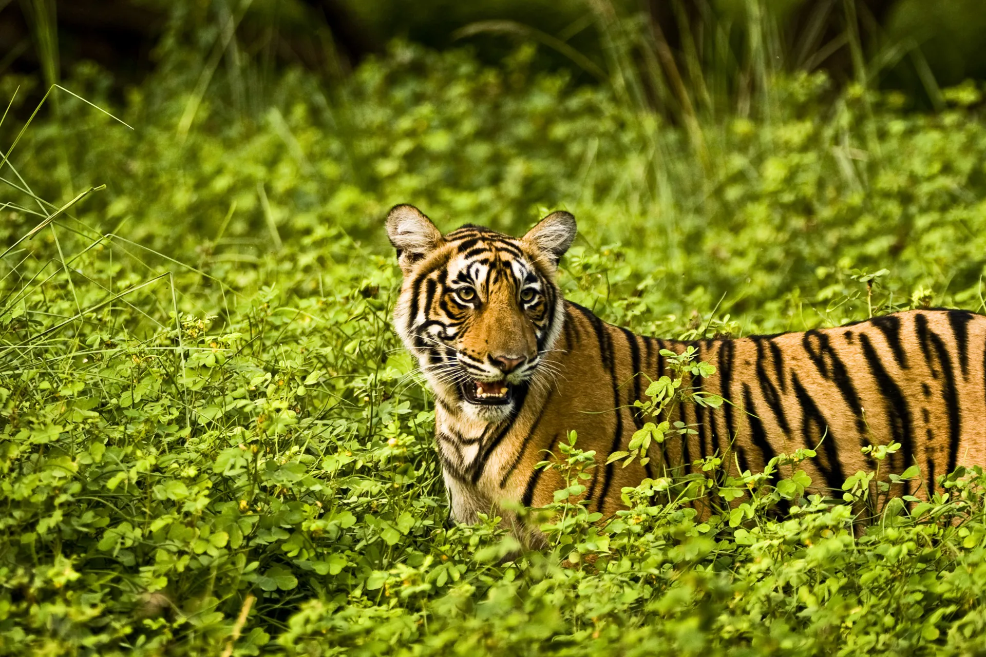 Av de store kattedyrene varierer tigeren mest i størrelse – fra 65 til 320 kg Av de store kattedyrene varierer tigeren mest i størrelse – fra 65 til 320 kg