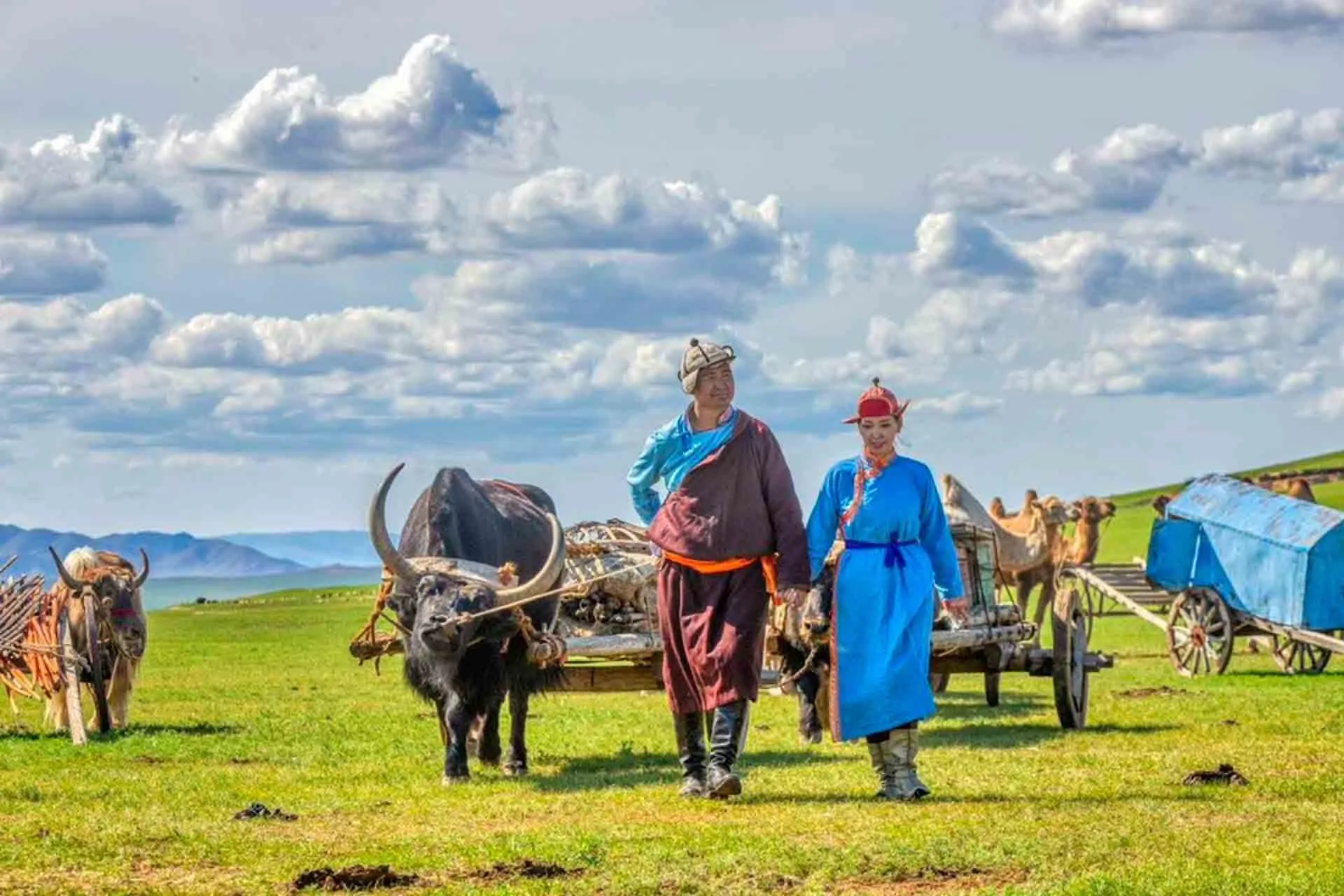 Mongolske nomader med oksetrukne vogner på steppene Mongolske nomader med oksetrukne vogner på steppene