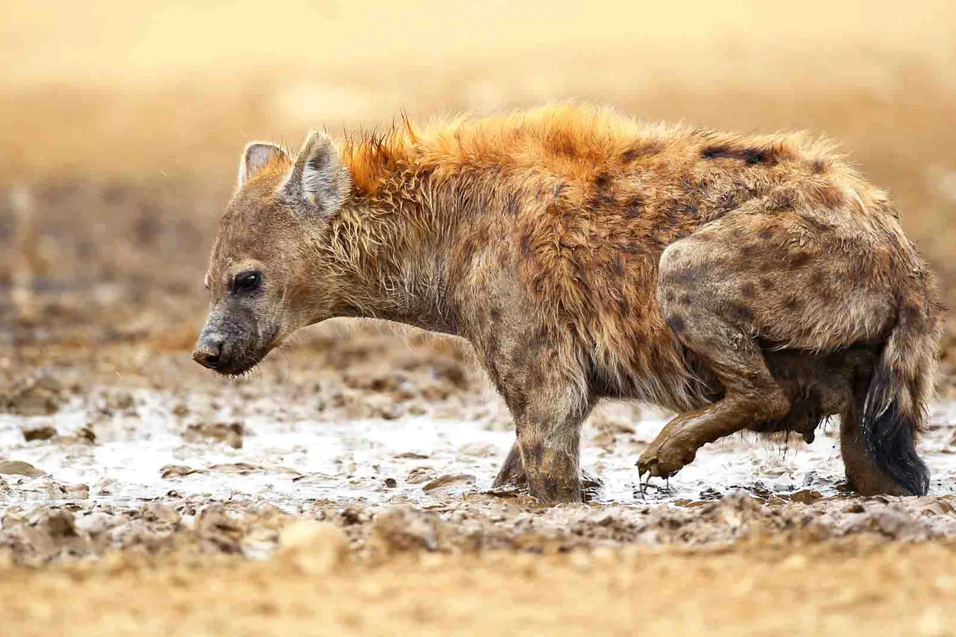 Hyenene lever i store, komplekse klaner med en sterk sosial struktur Hyenene lever i store, komplekse klaner med en sterk sosial struktur