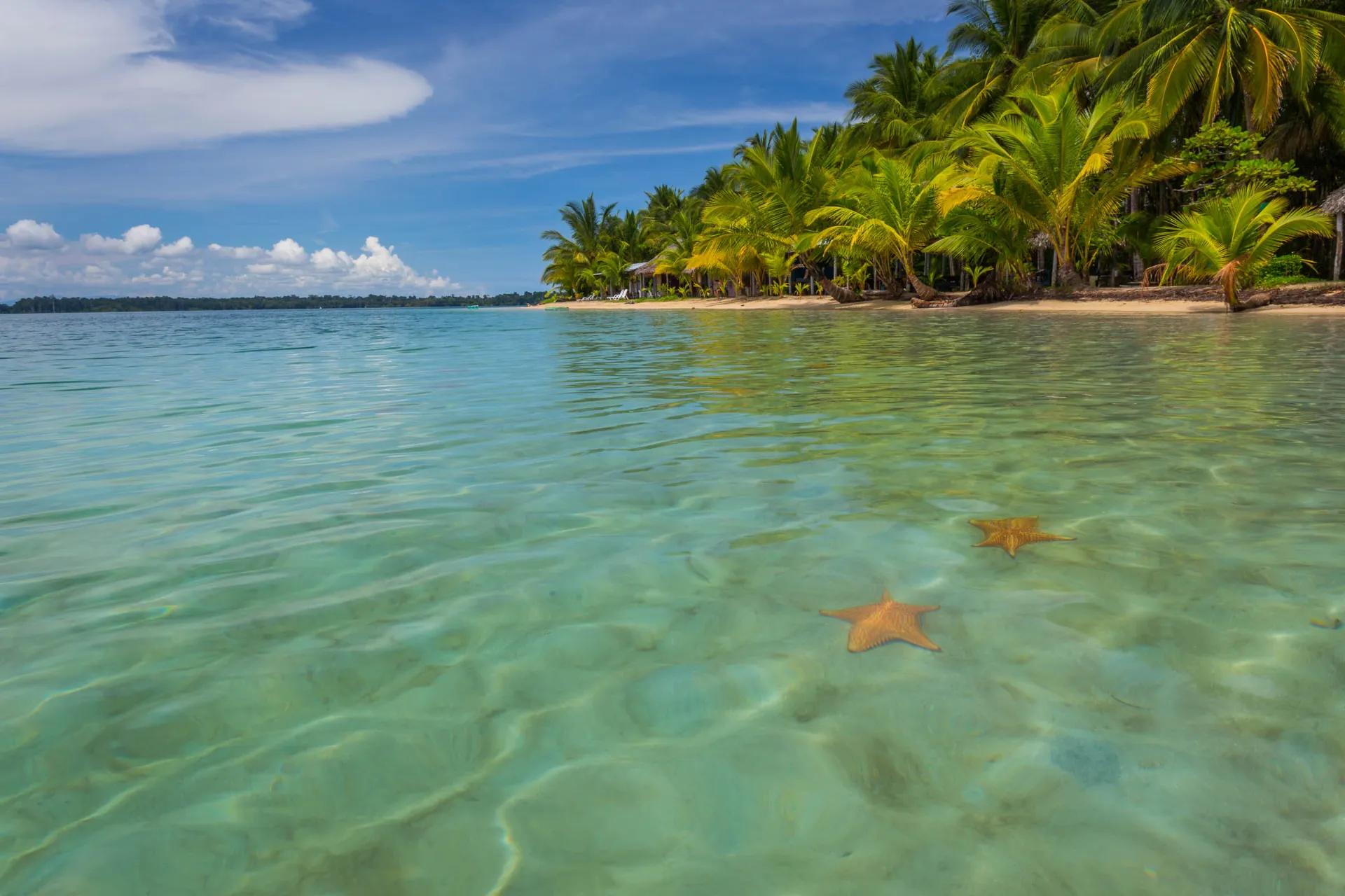 Sjøstjerner hviler på havbunnen ved Bocas del Toro Sjøstjerner hviler på havbunnen ved Bocas del Toro