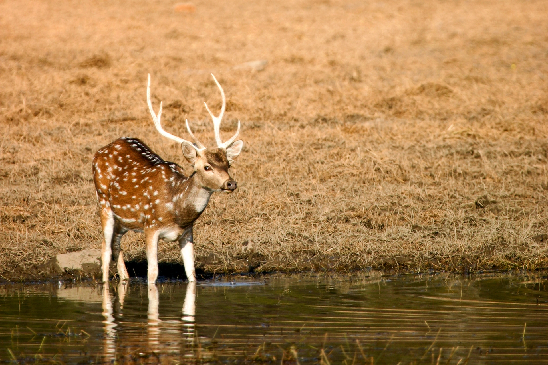 Axishjort, Ranthambore nasjonalpark