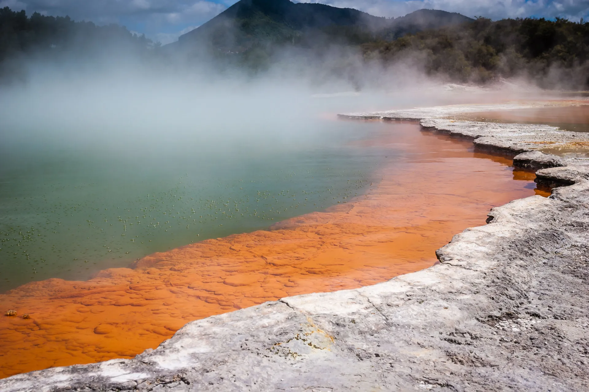 Campagne Pool - geotermiske fenomener i Rotorua