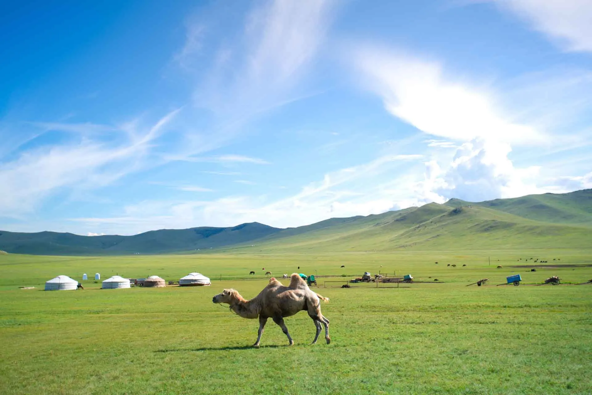 Kamelen pukler på steppen Kamelen pukler på steppen