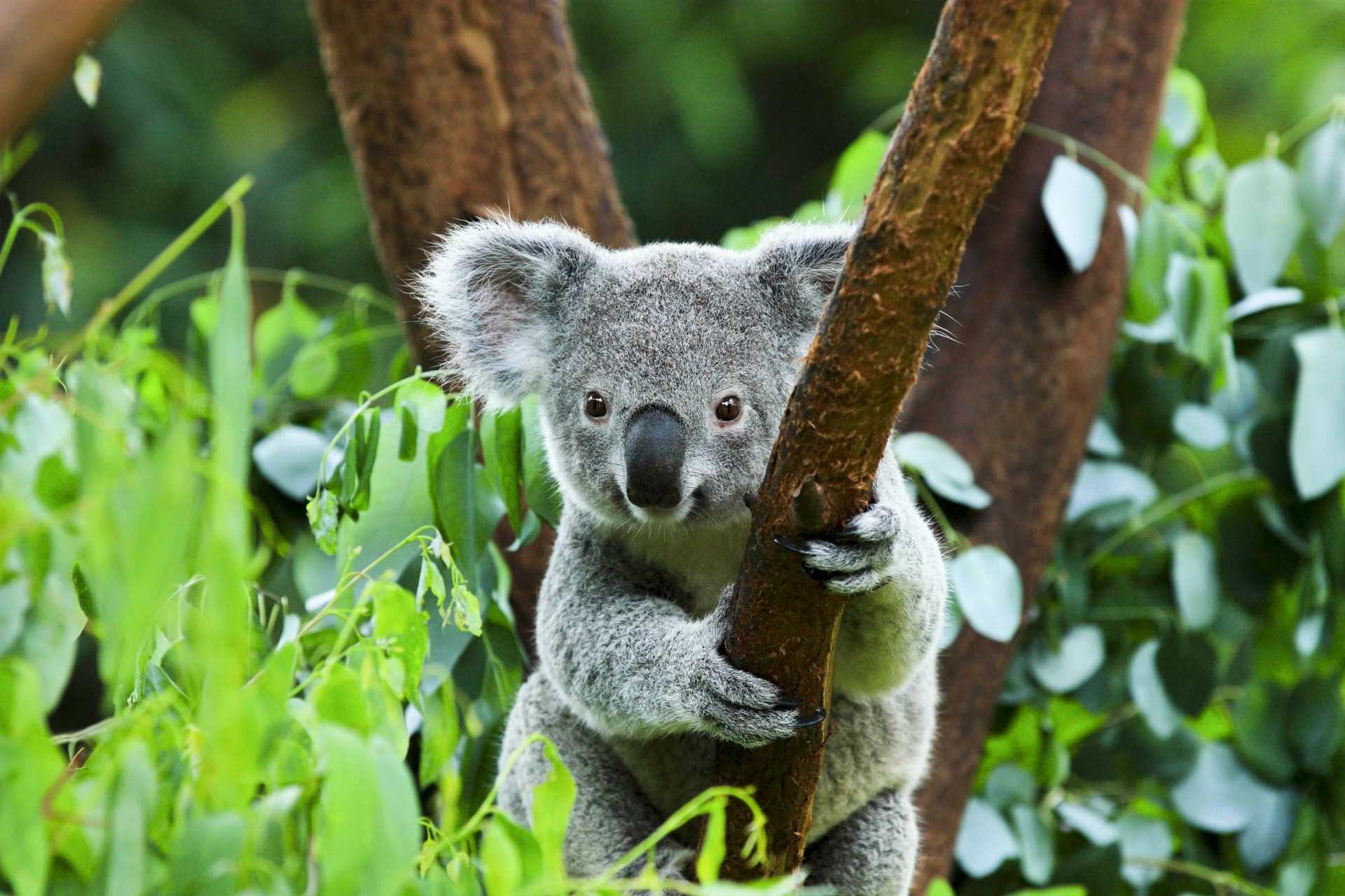 Koalaen er et trelevende pungdyr som hovedsakelig lever av eukalyptusblader