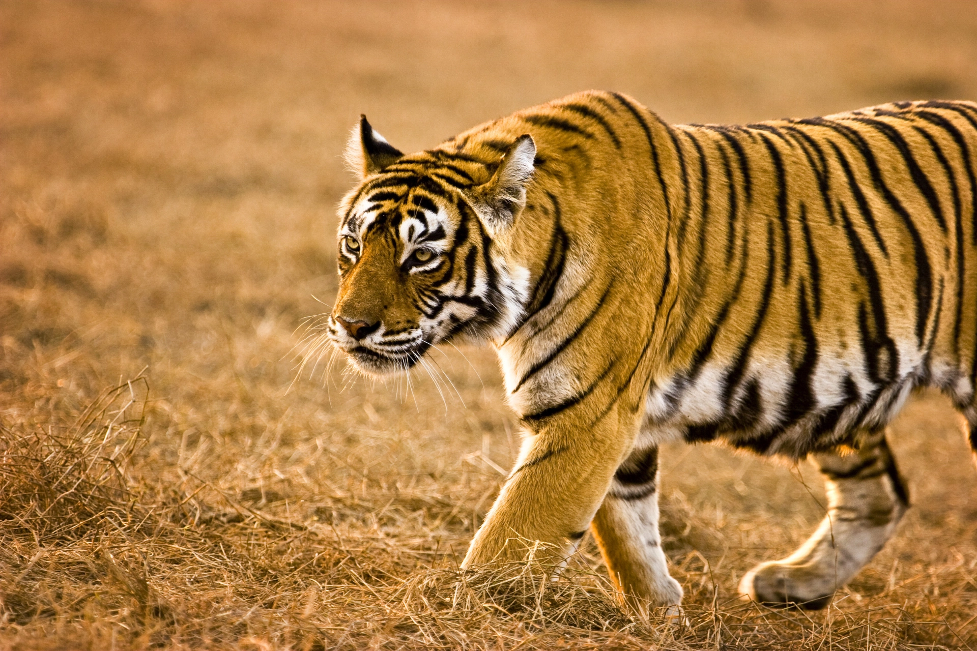 Tigre er territoriale og jakter vanligvis alene