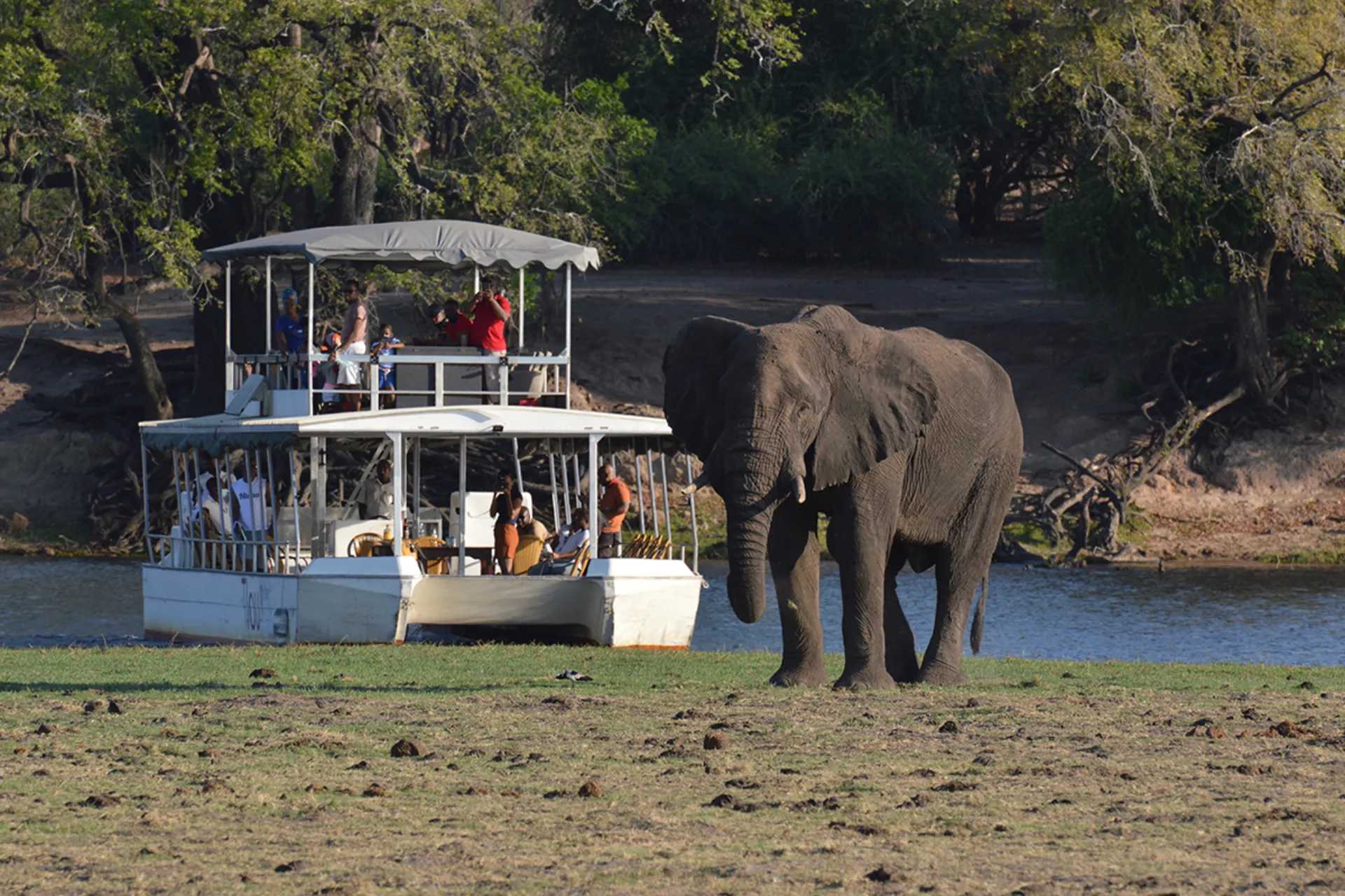 Den afrikanske savanneelefanten kan veie opptil 7 000 kg – hunnene litt over halvparten