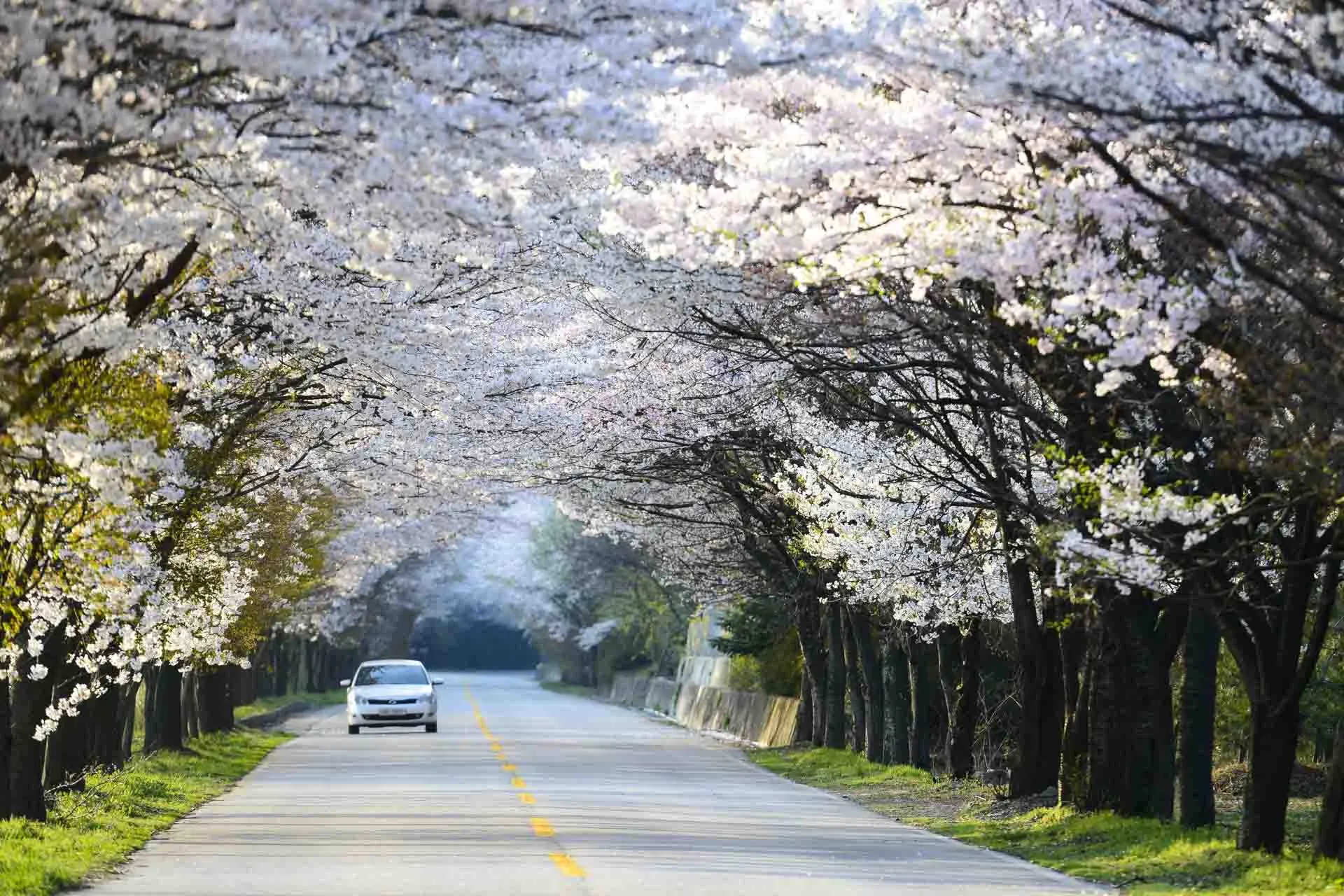 Vårstemning med blomstrende kirsebærtrær i Naejangsan nasjonalpark Vårstemning med blomstrende kirsebærtrær i Naejangsan nasjonalpark
