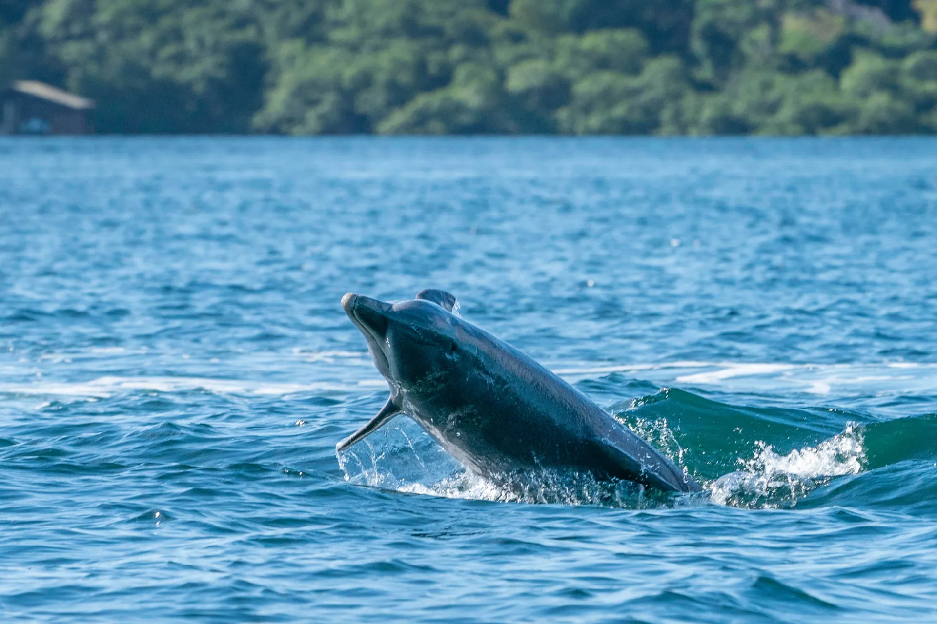 Delfinen leker i havet ved Bocas del Toro Delfinen leker i havet ved Bocas del Toro