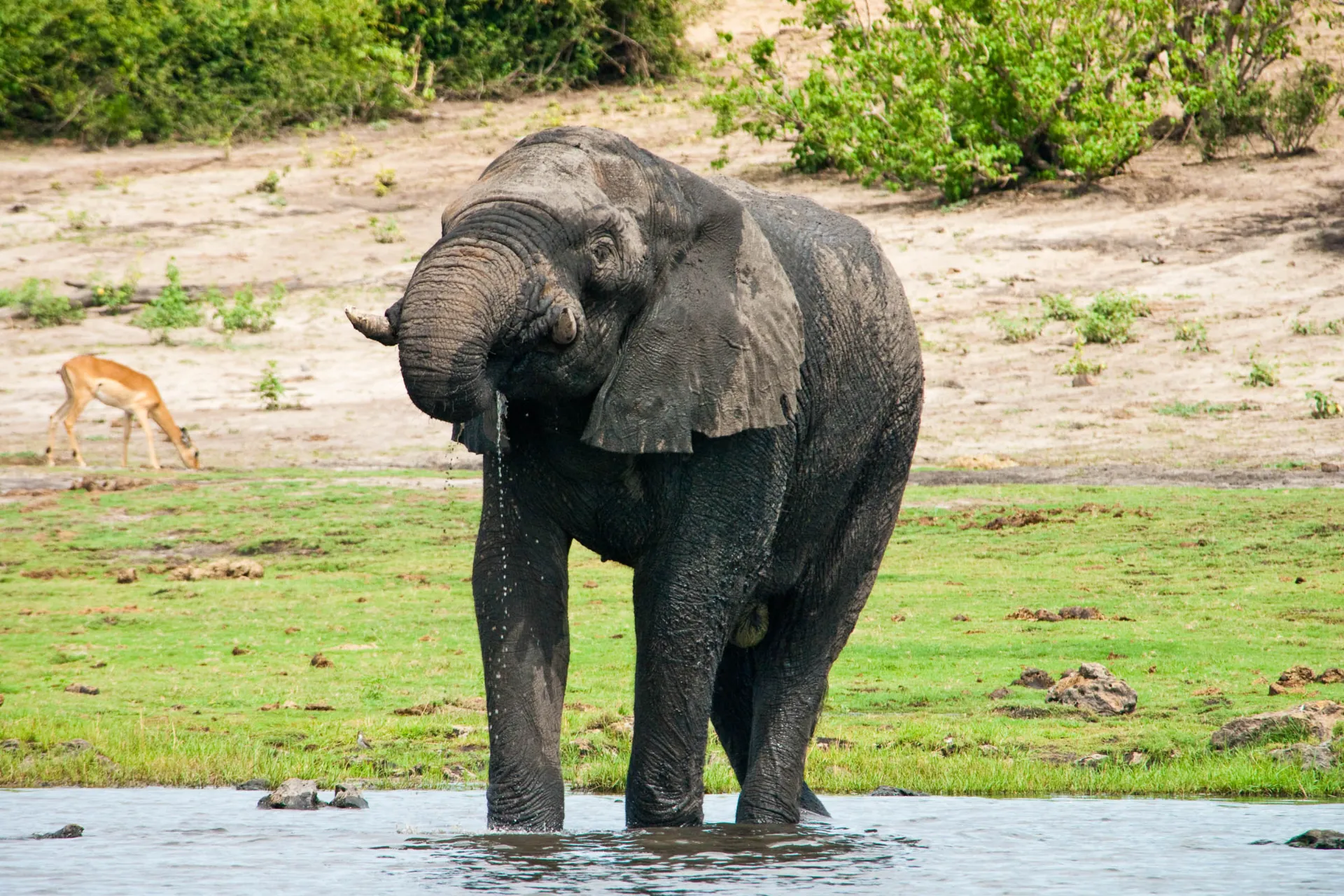 En elefant drikker opptil 250 liter vann om dagen En elefant drikker opptil 250 liter vann om dagen