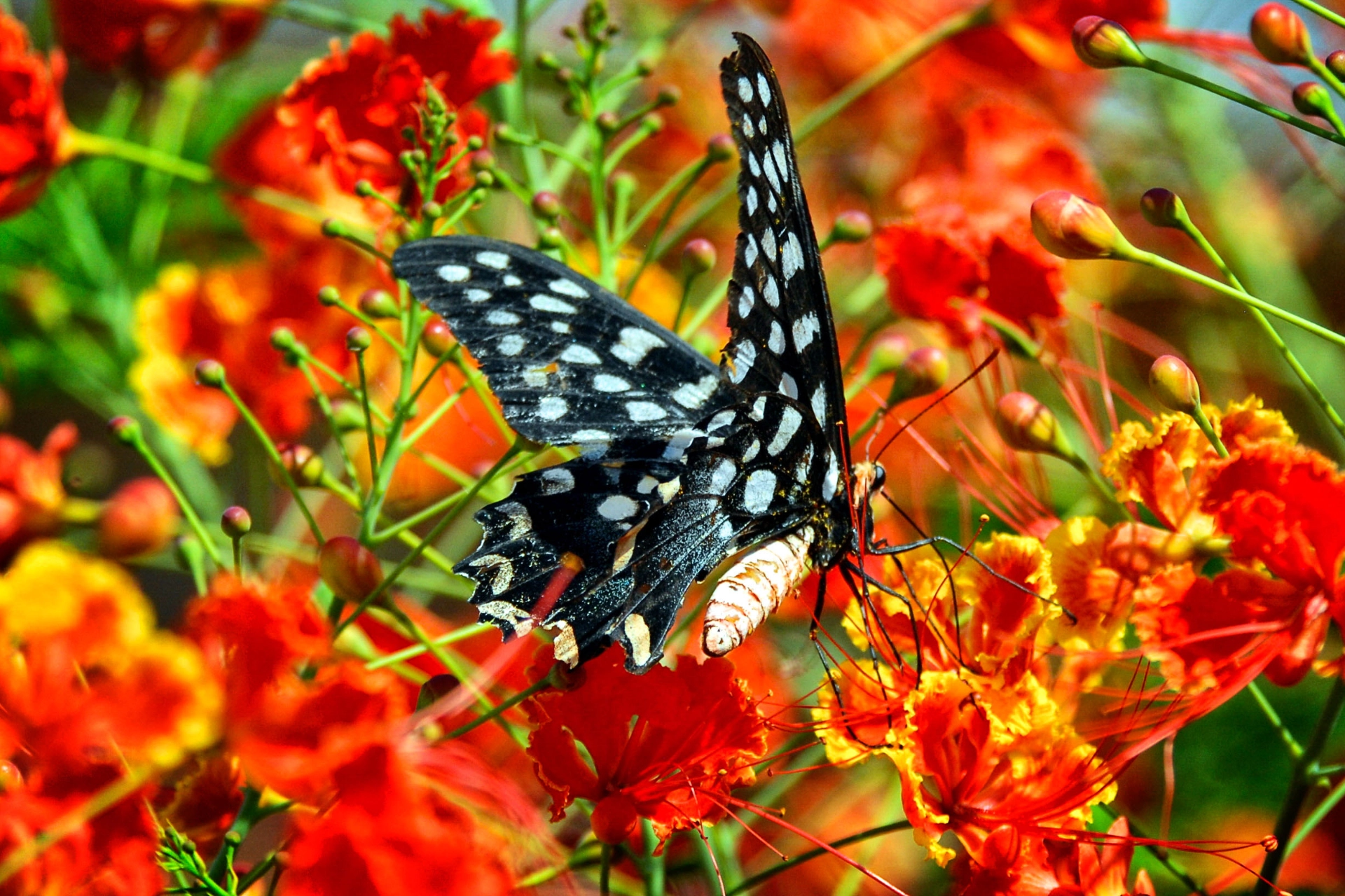 Sommerfugl, Madagaskar
